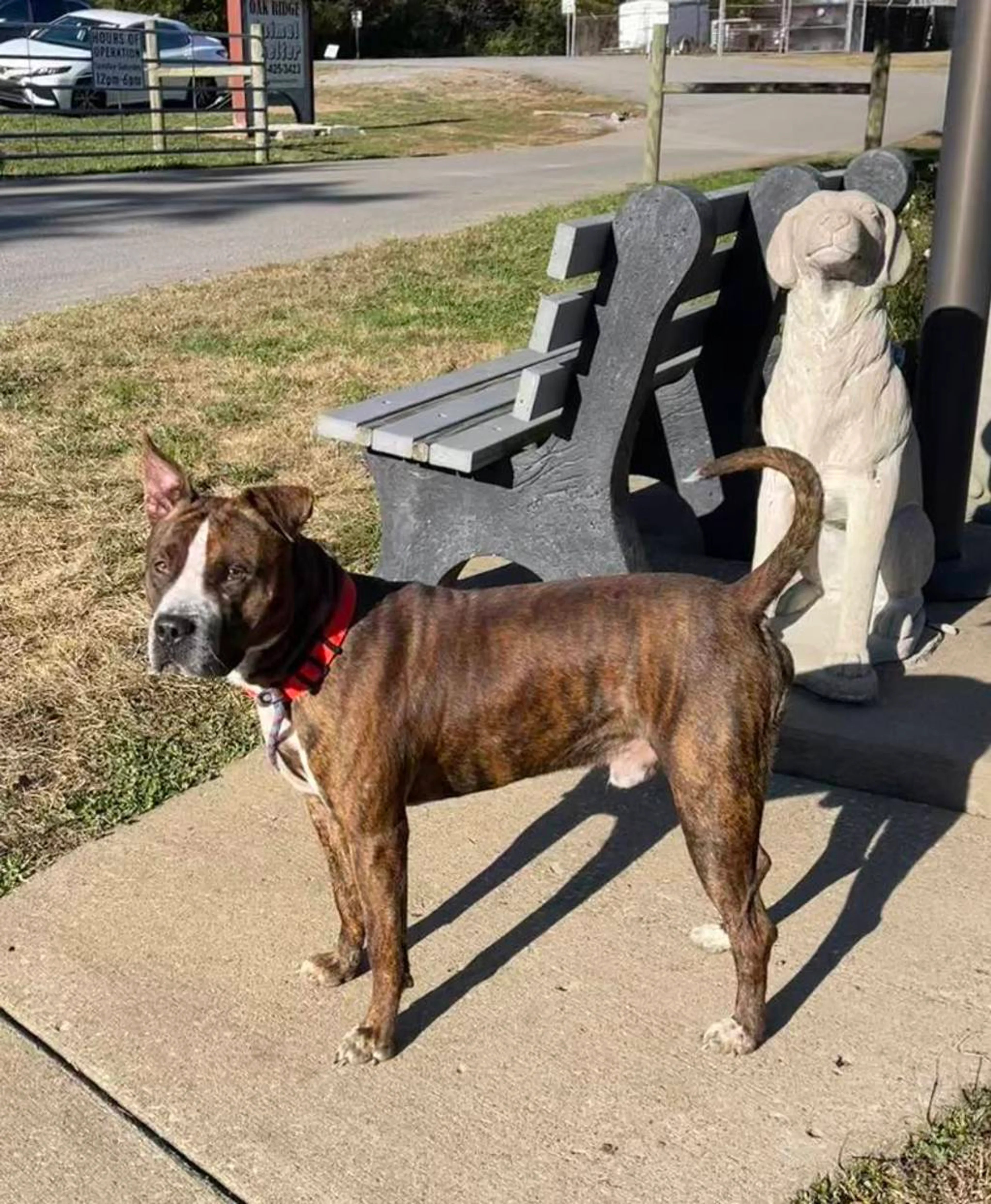 Found pet-3