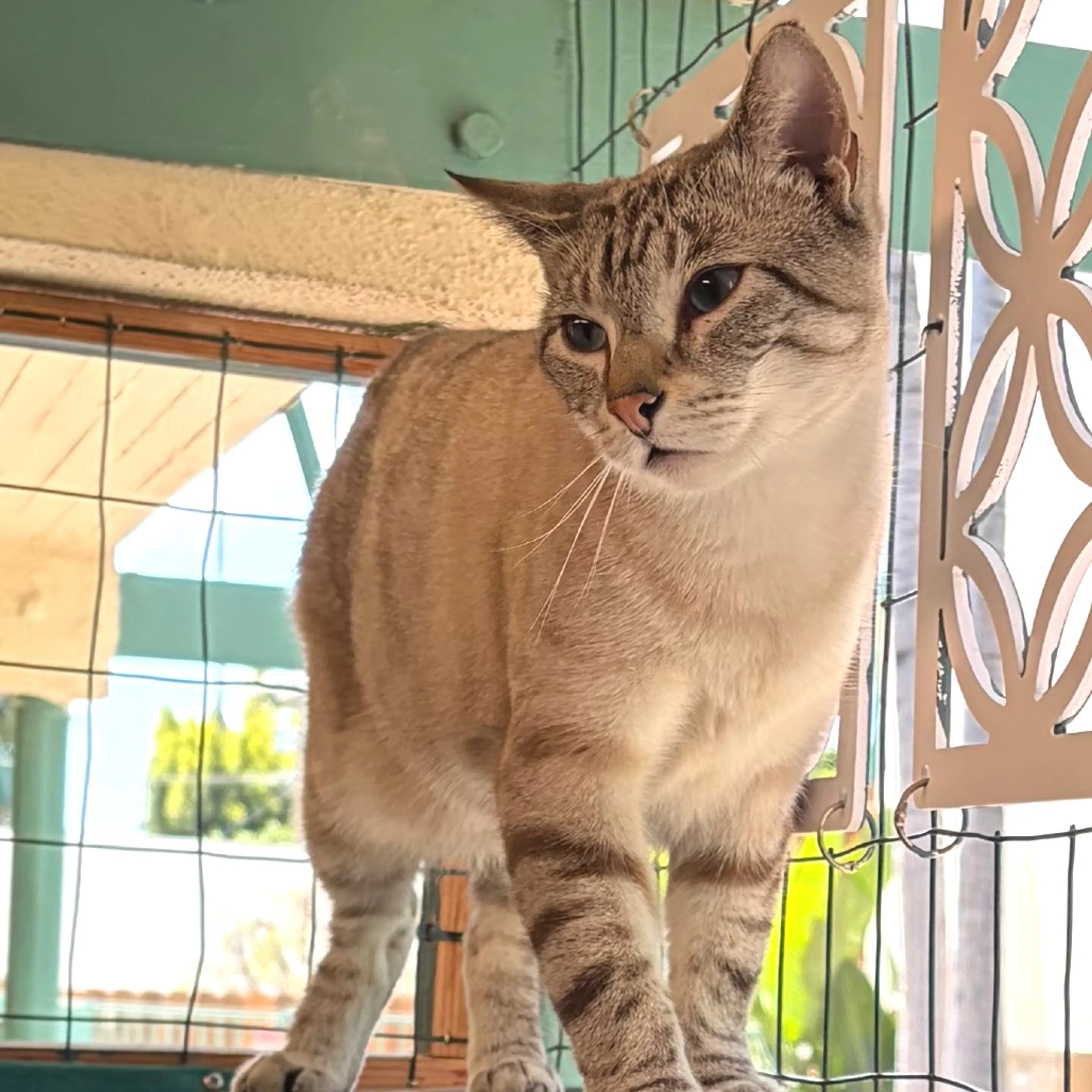 Found pet-4