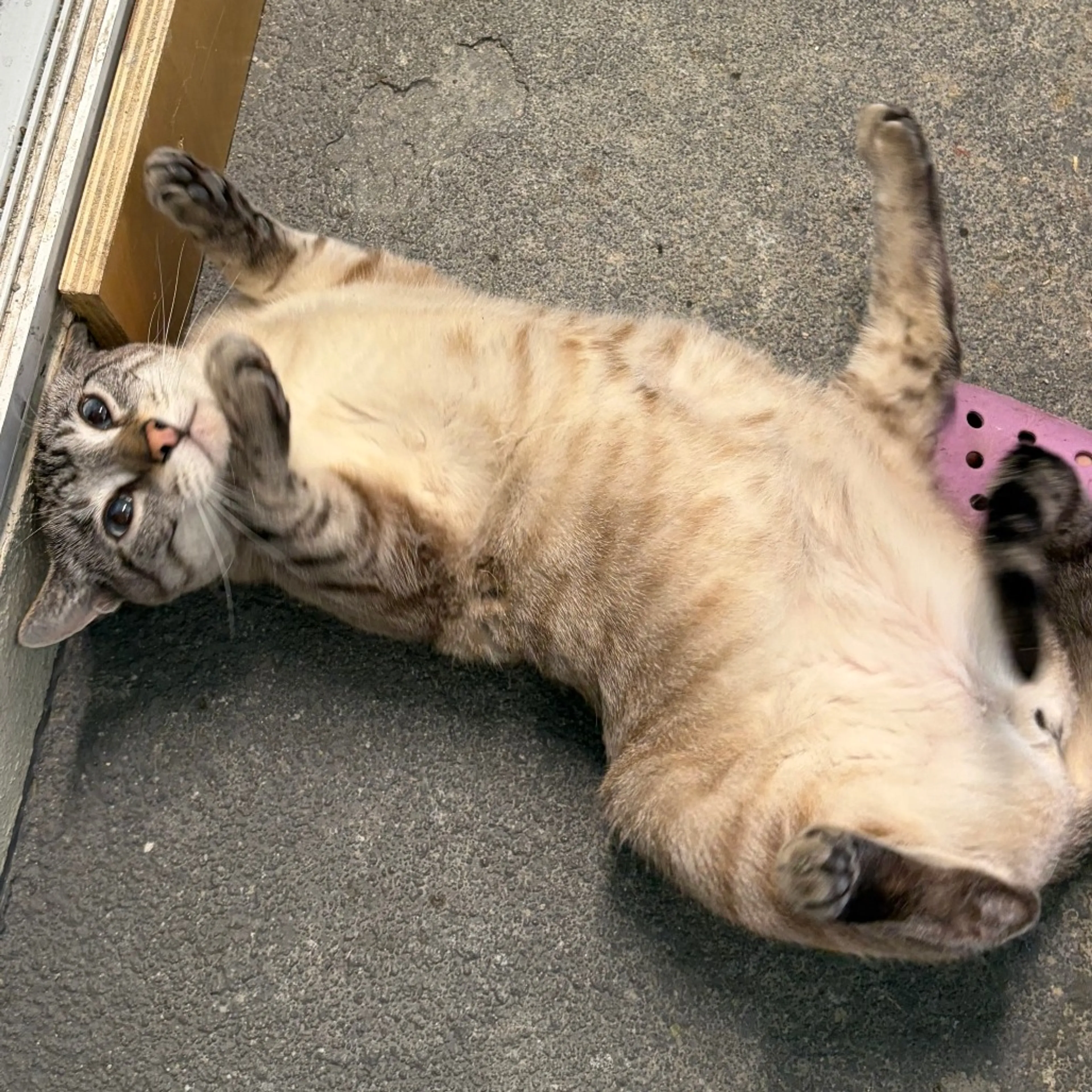 Found pet-0