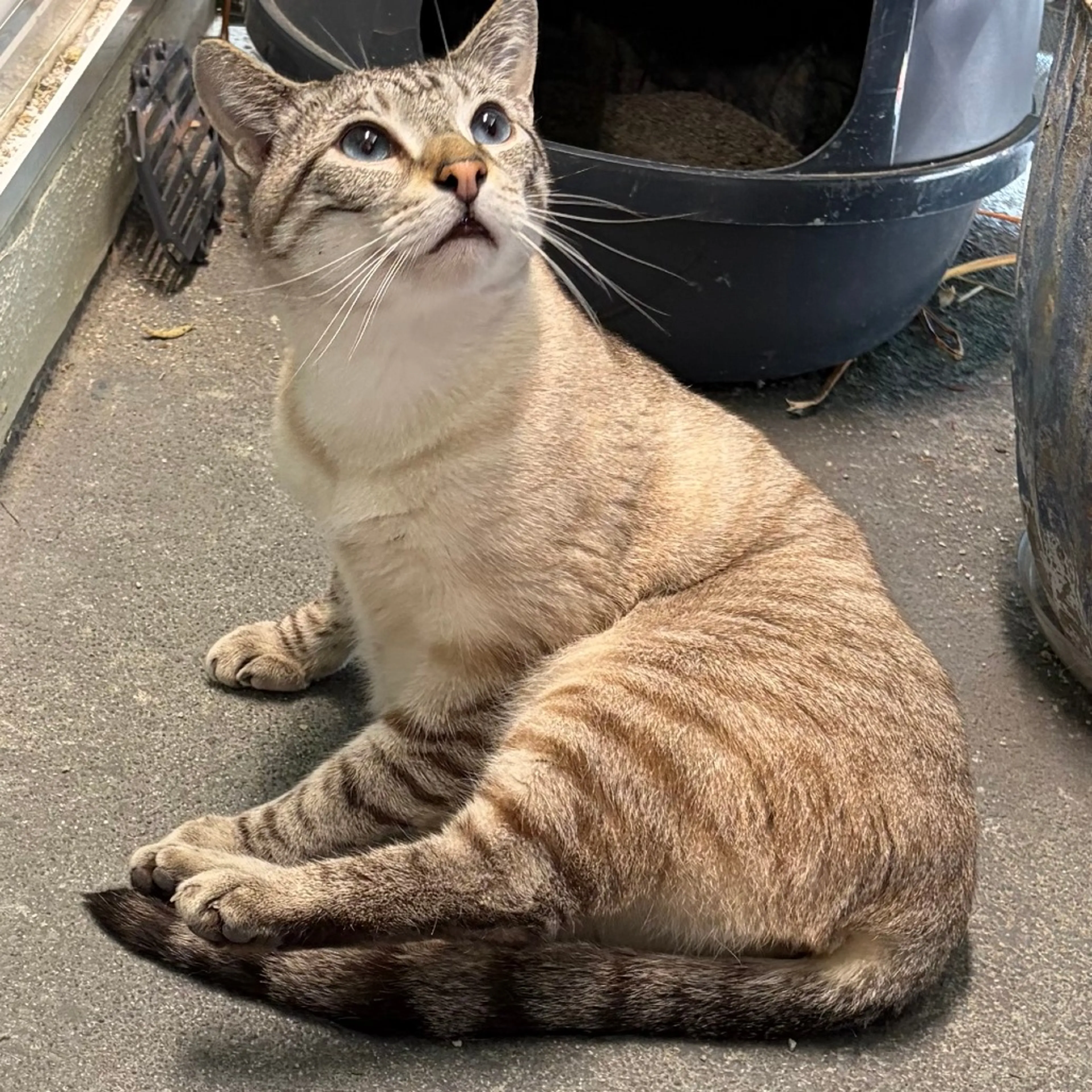Found pet-1