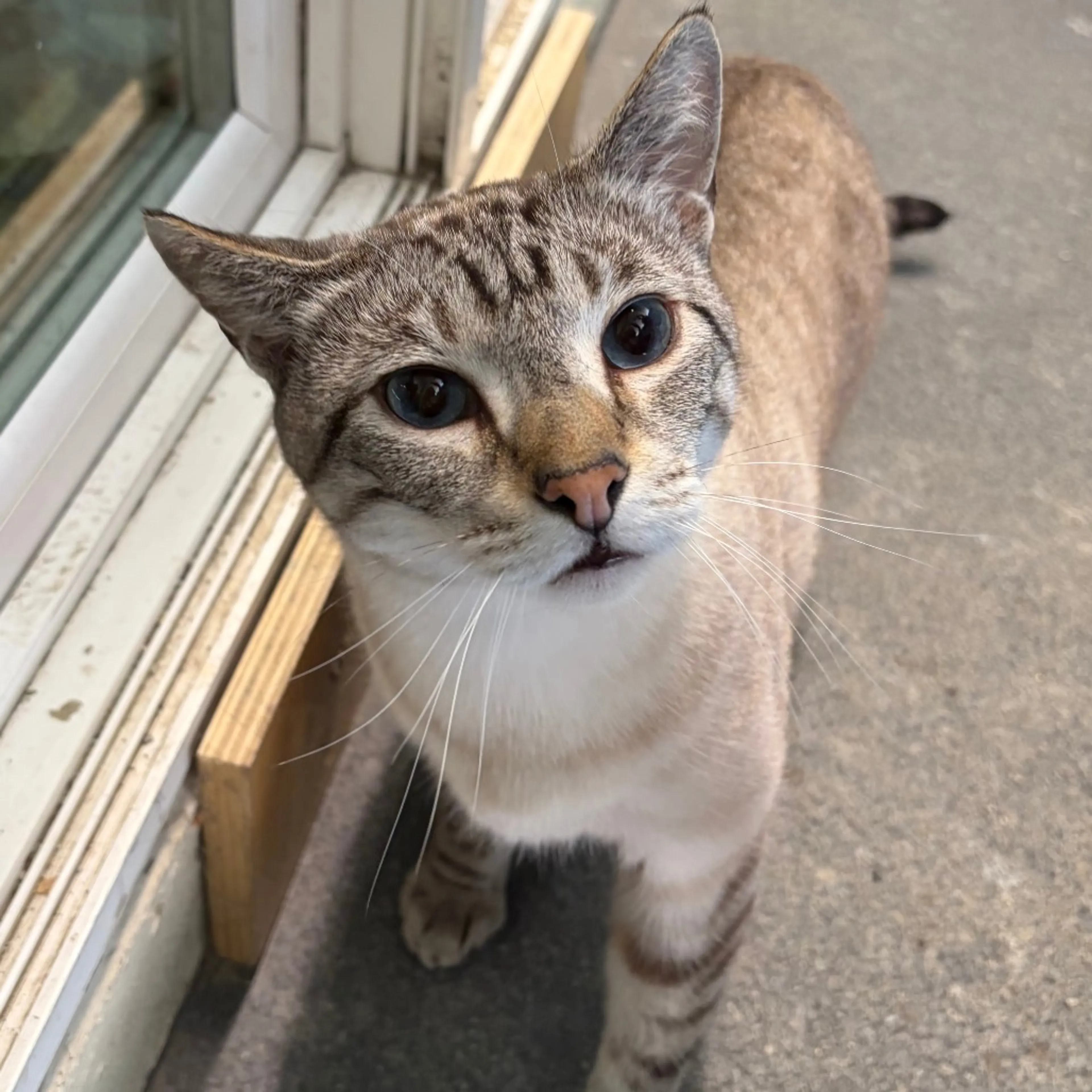 Found pet-2