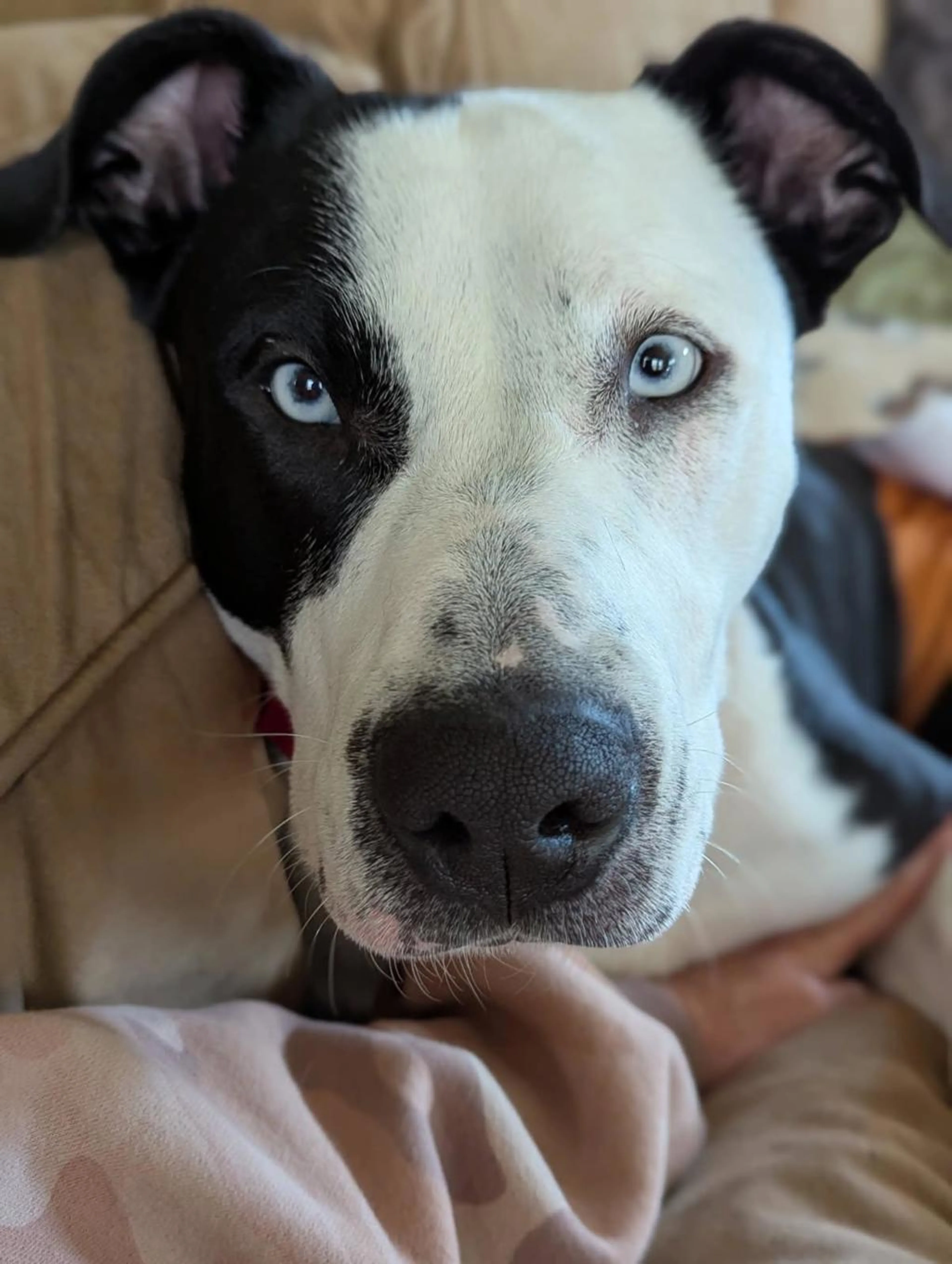 Found pet