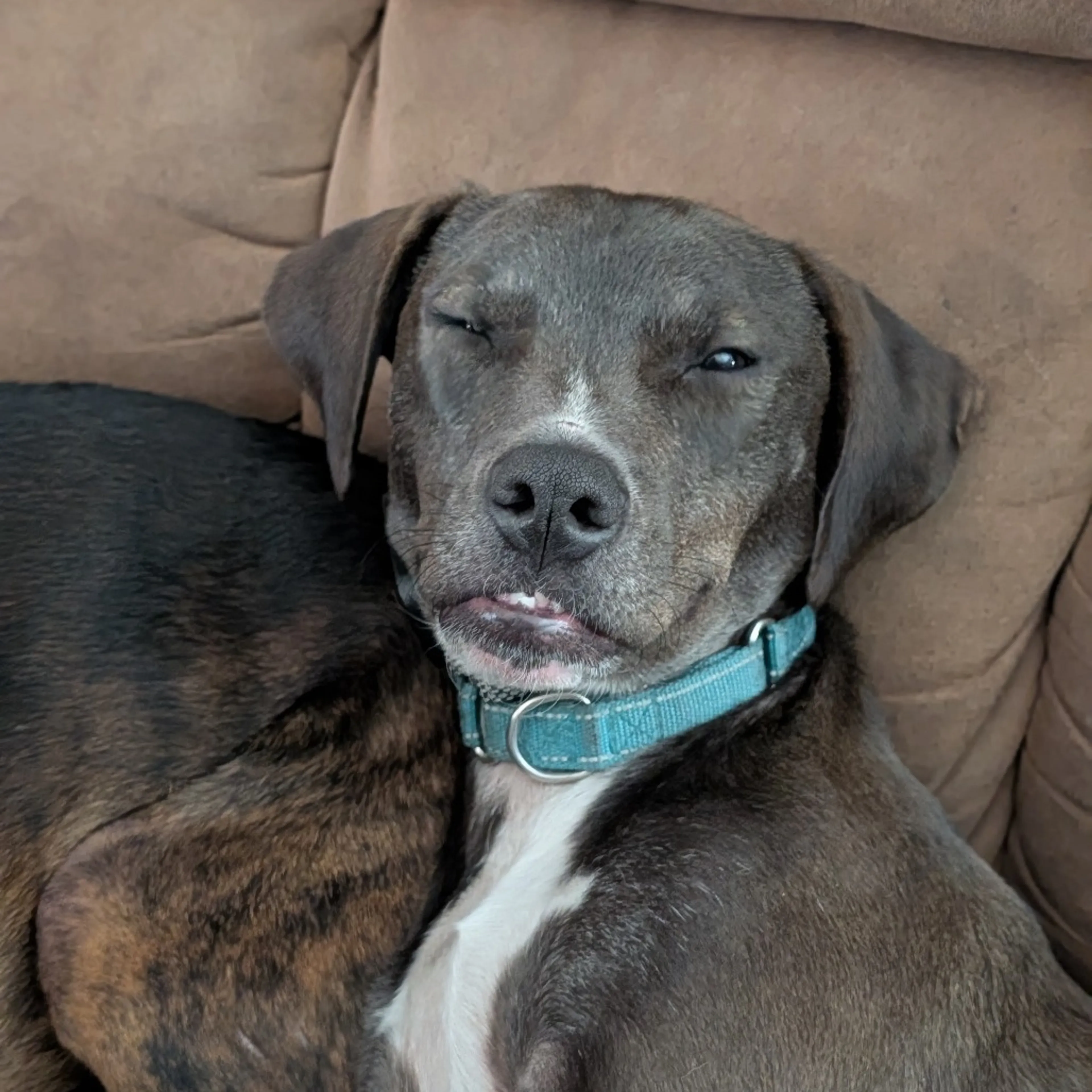 Found pet-8