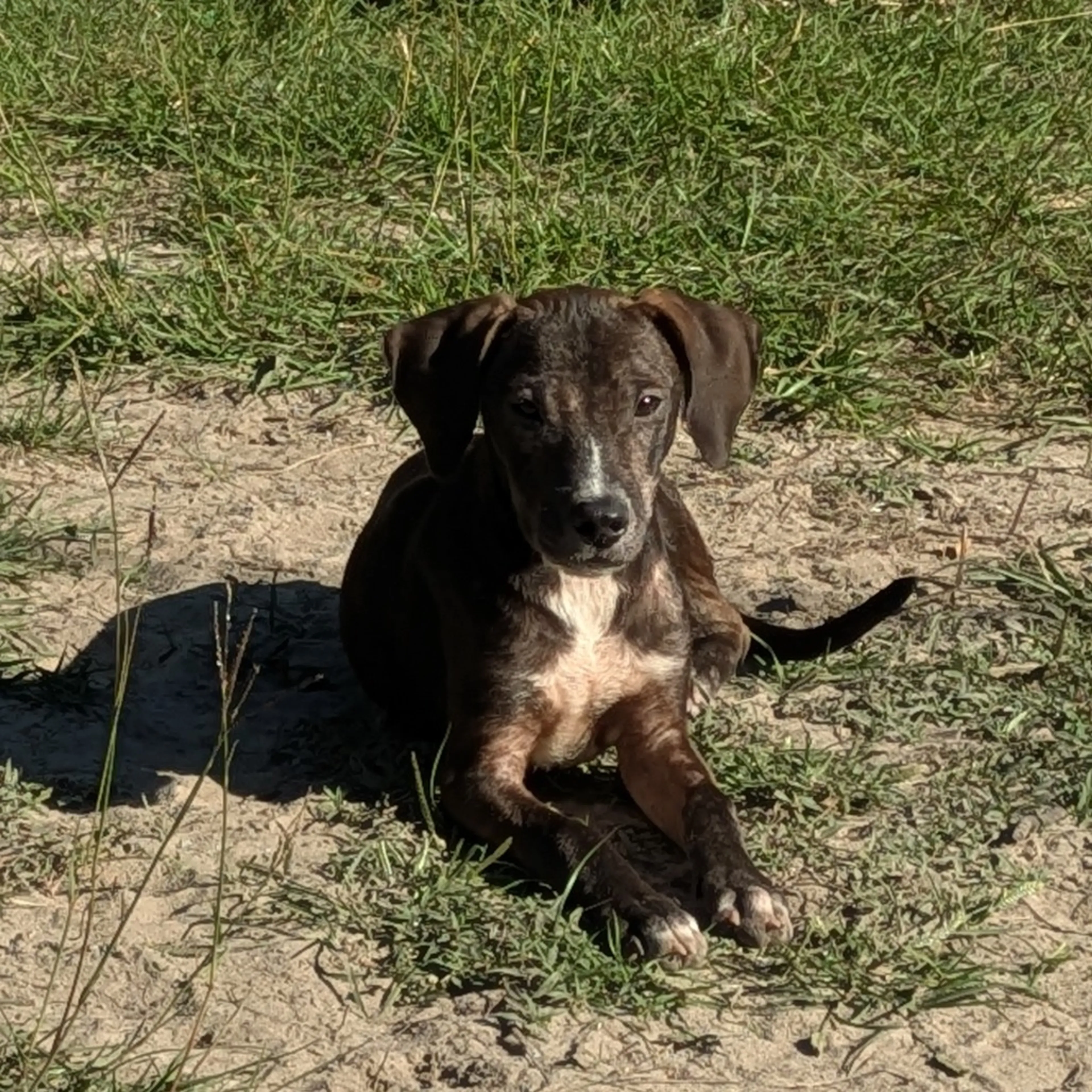 Found pet-2
