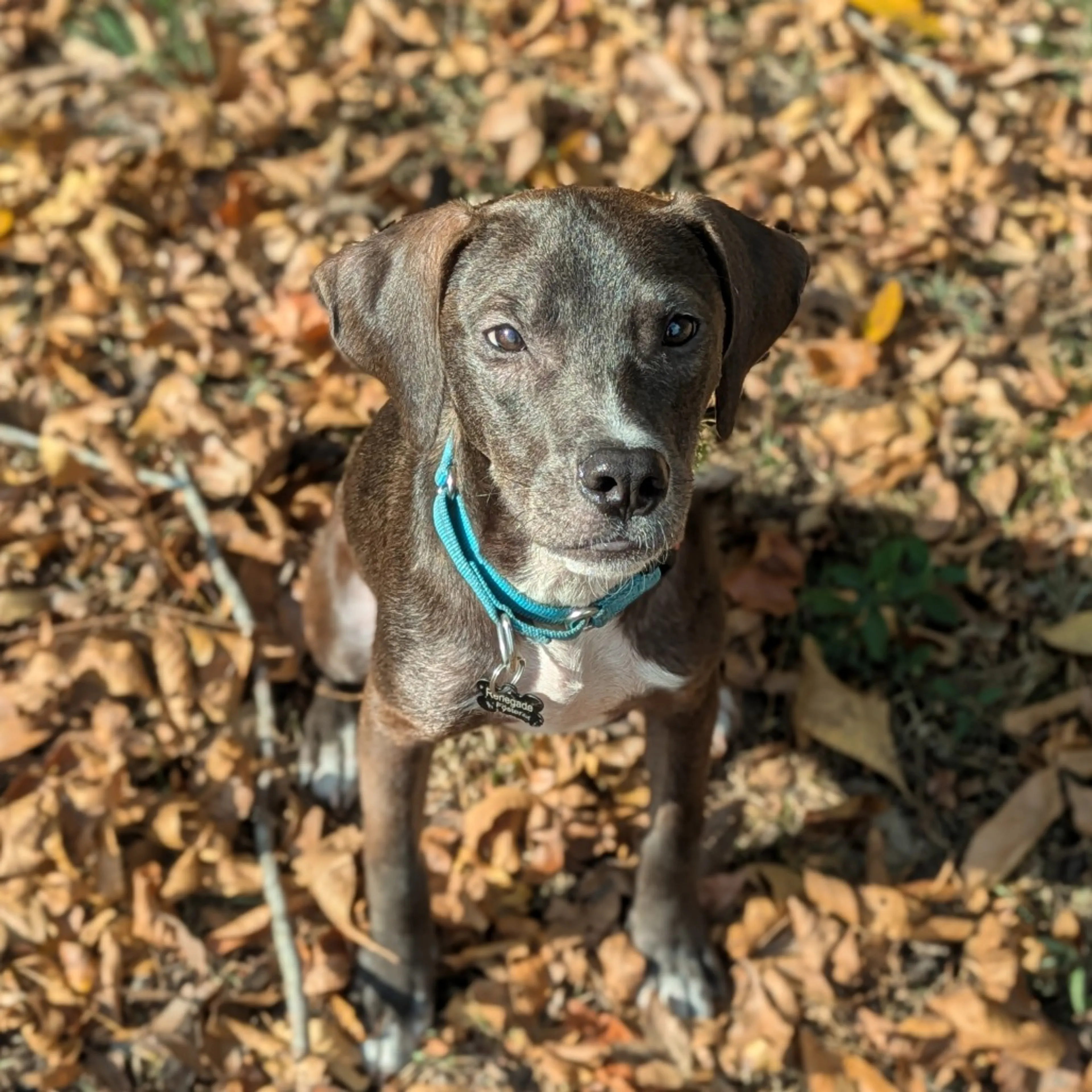 Found pet-7