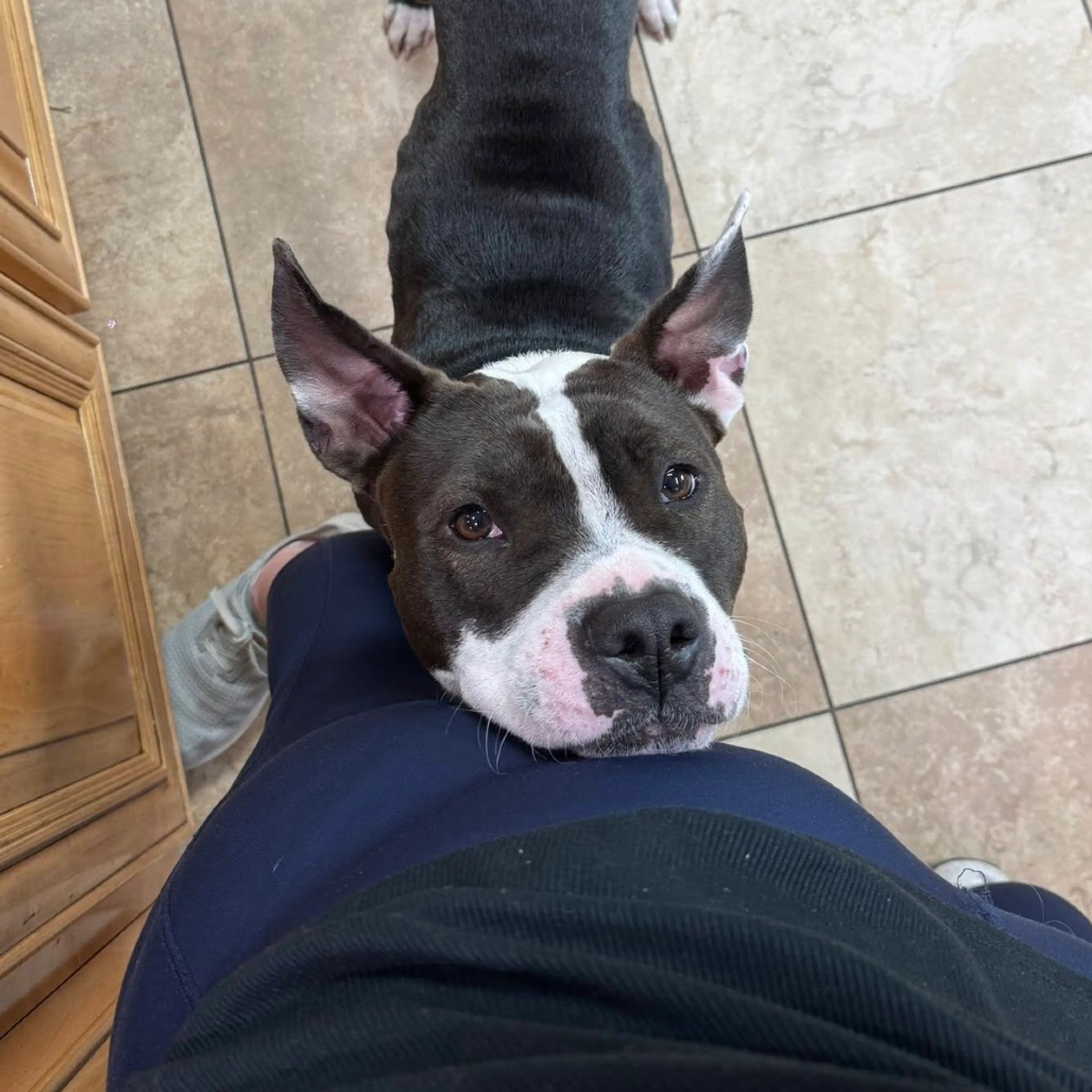 Found pet-14