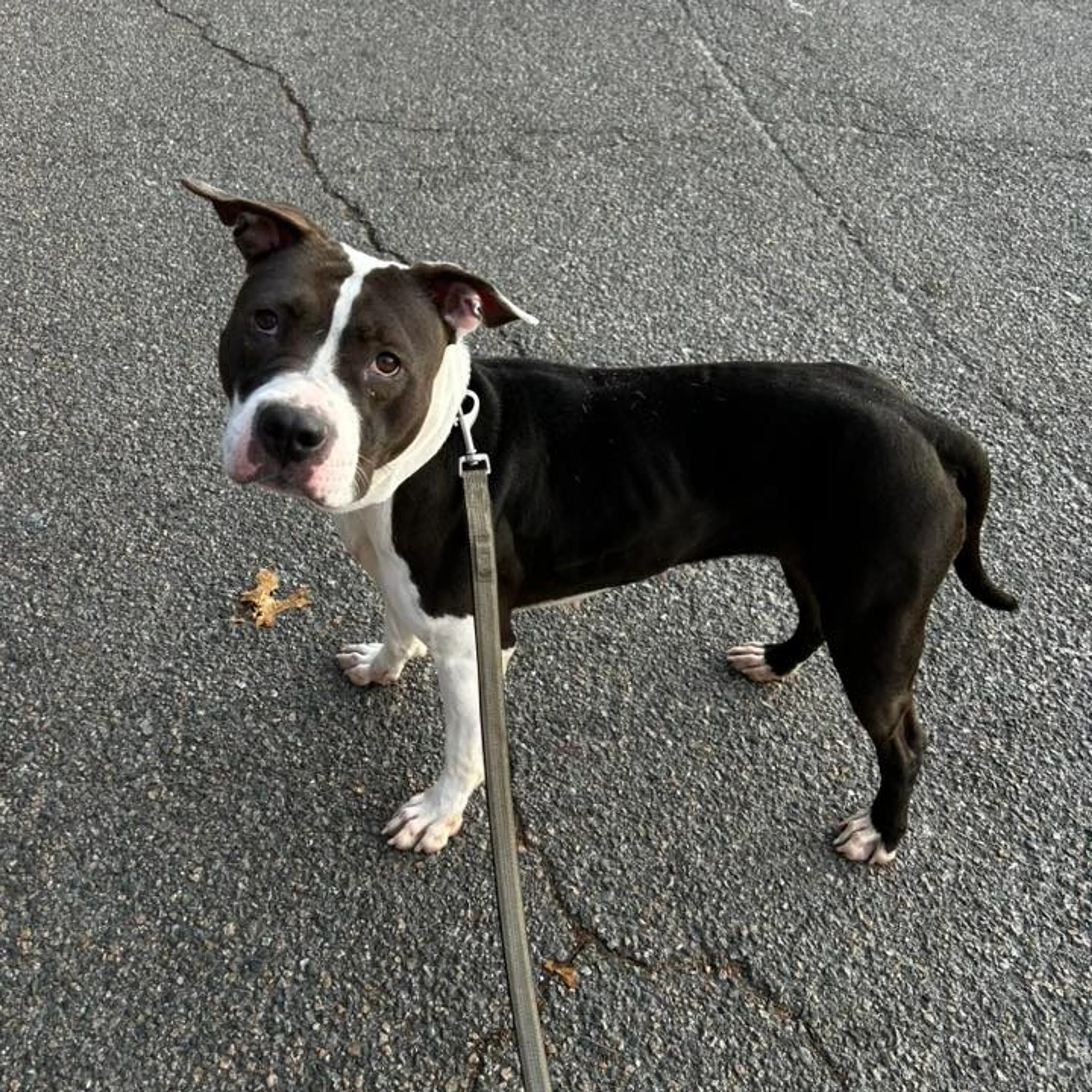 Found pet-8
