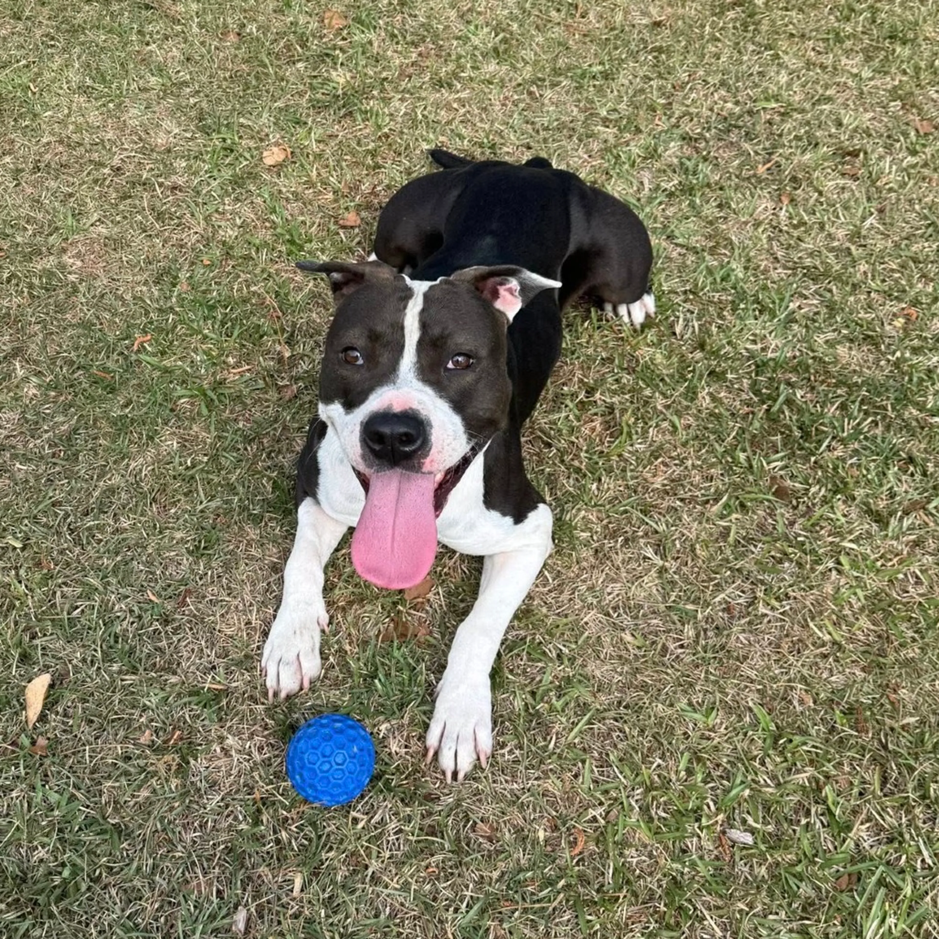 Found pet-13