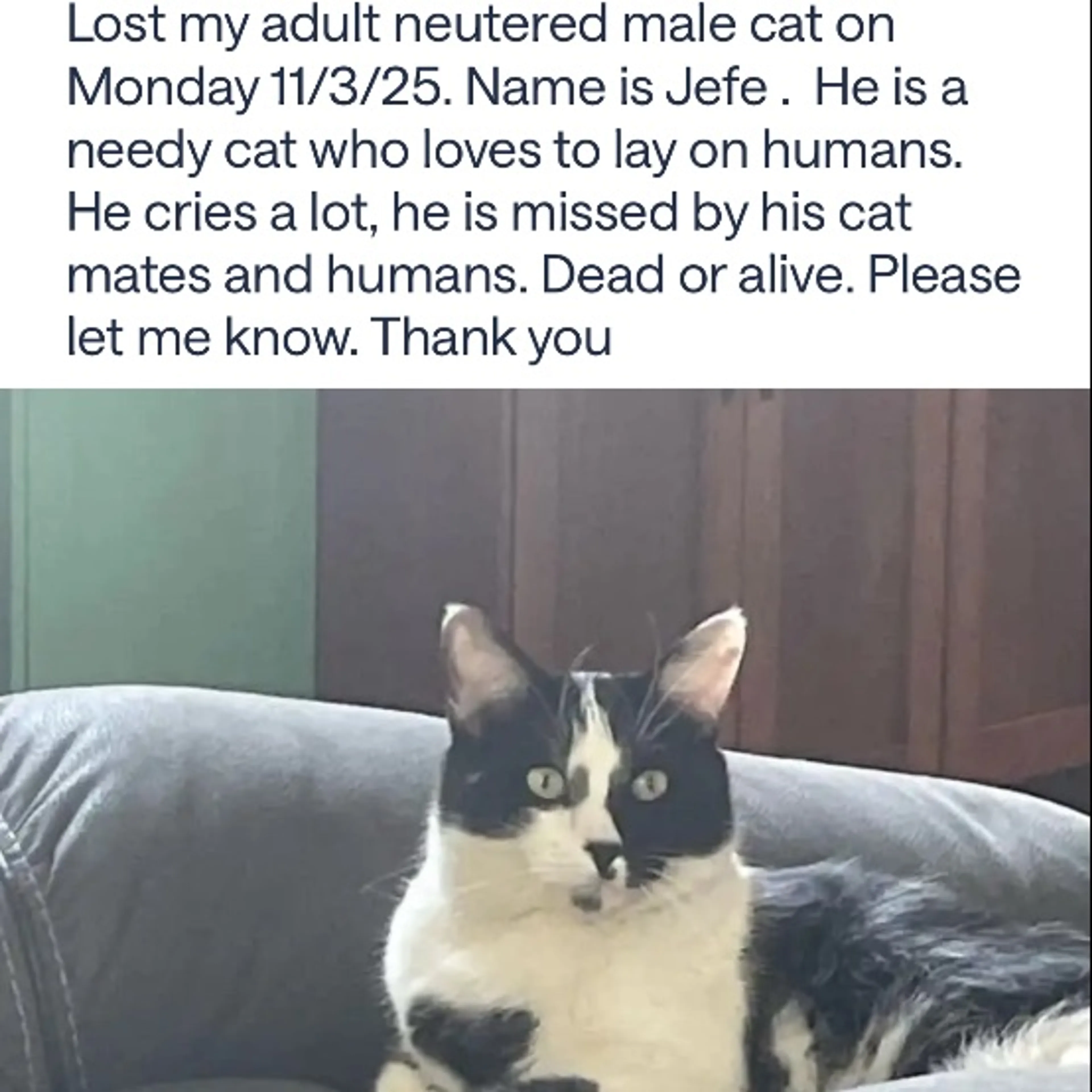 Lost pet