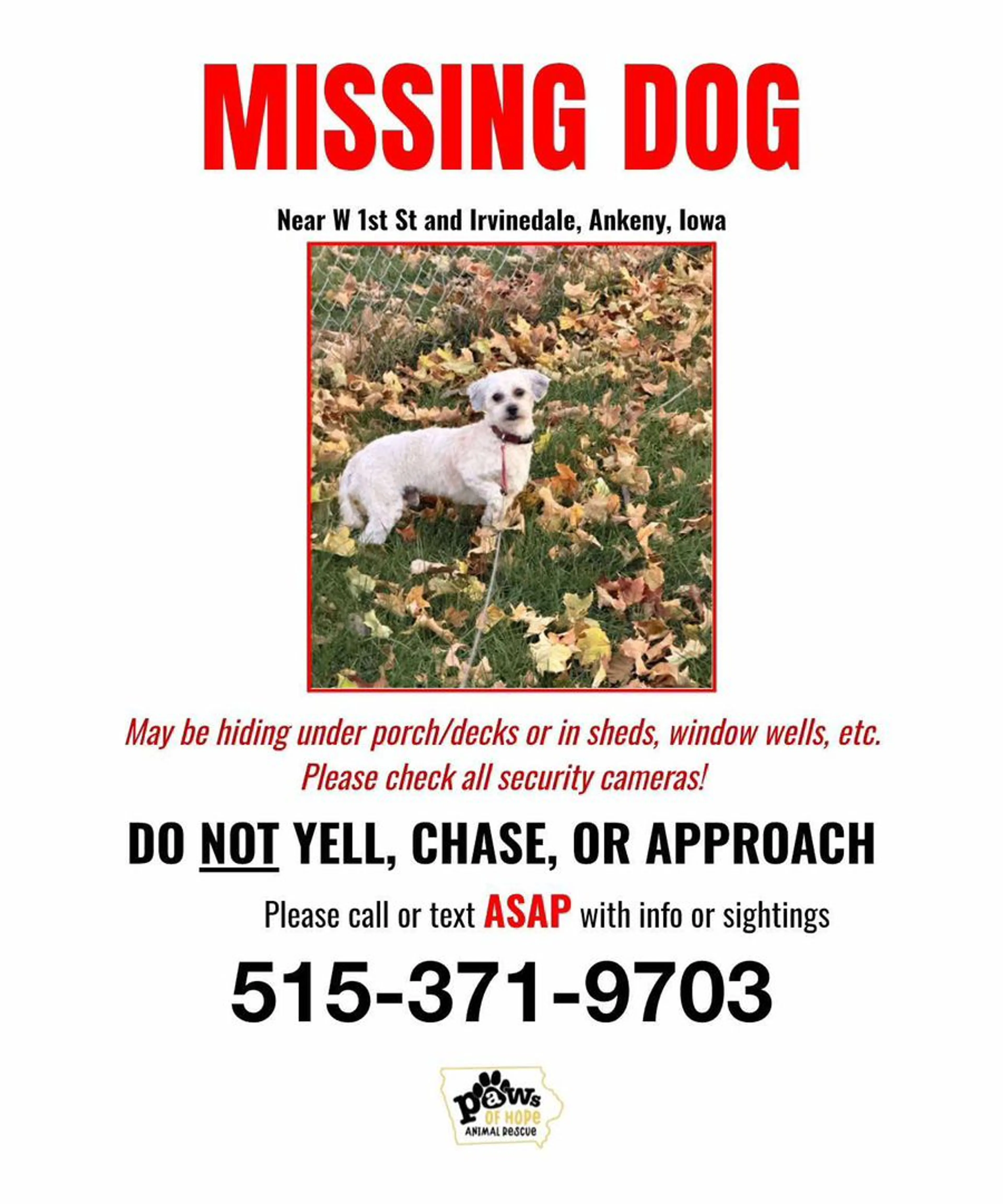 Lost pet