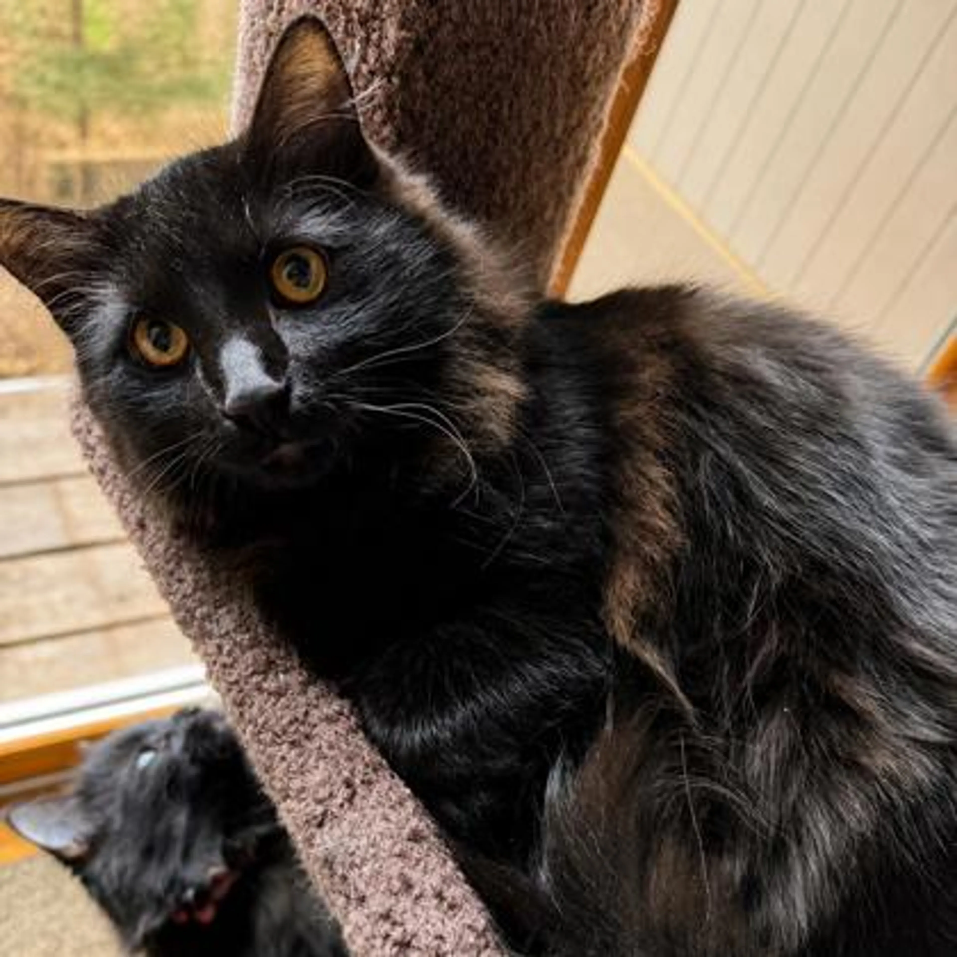 Found pet-2