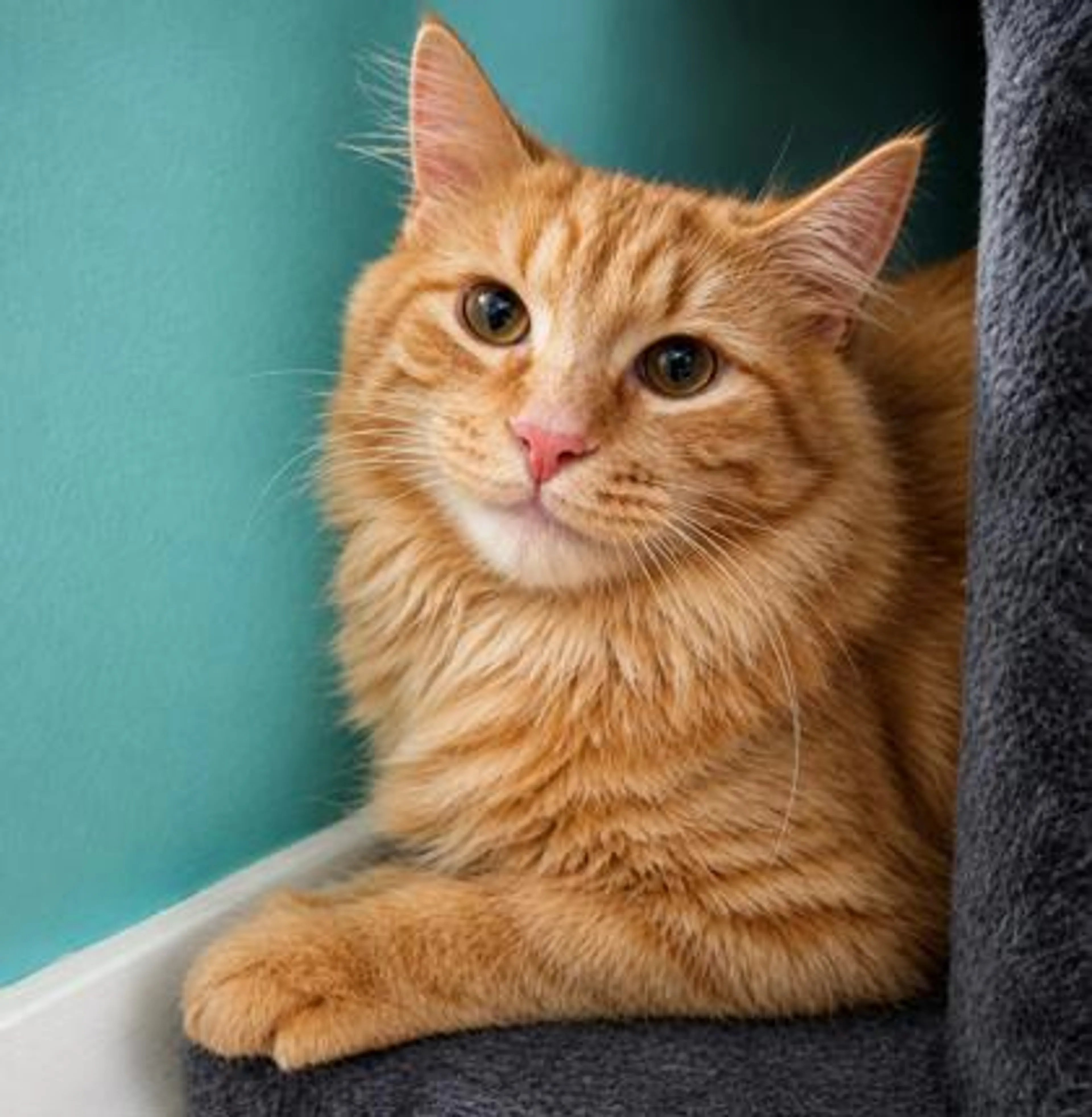 Found pet-2
