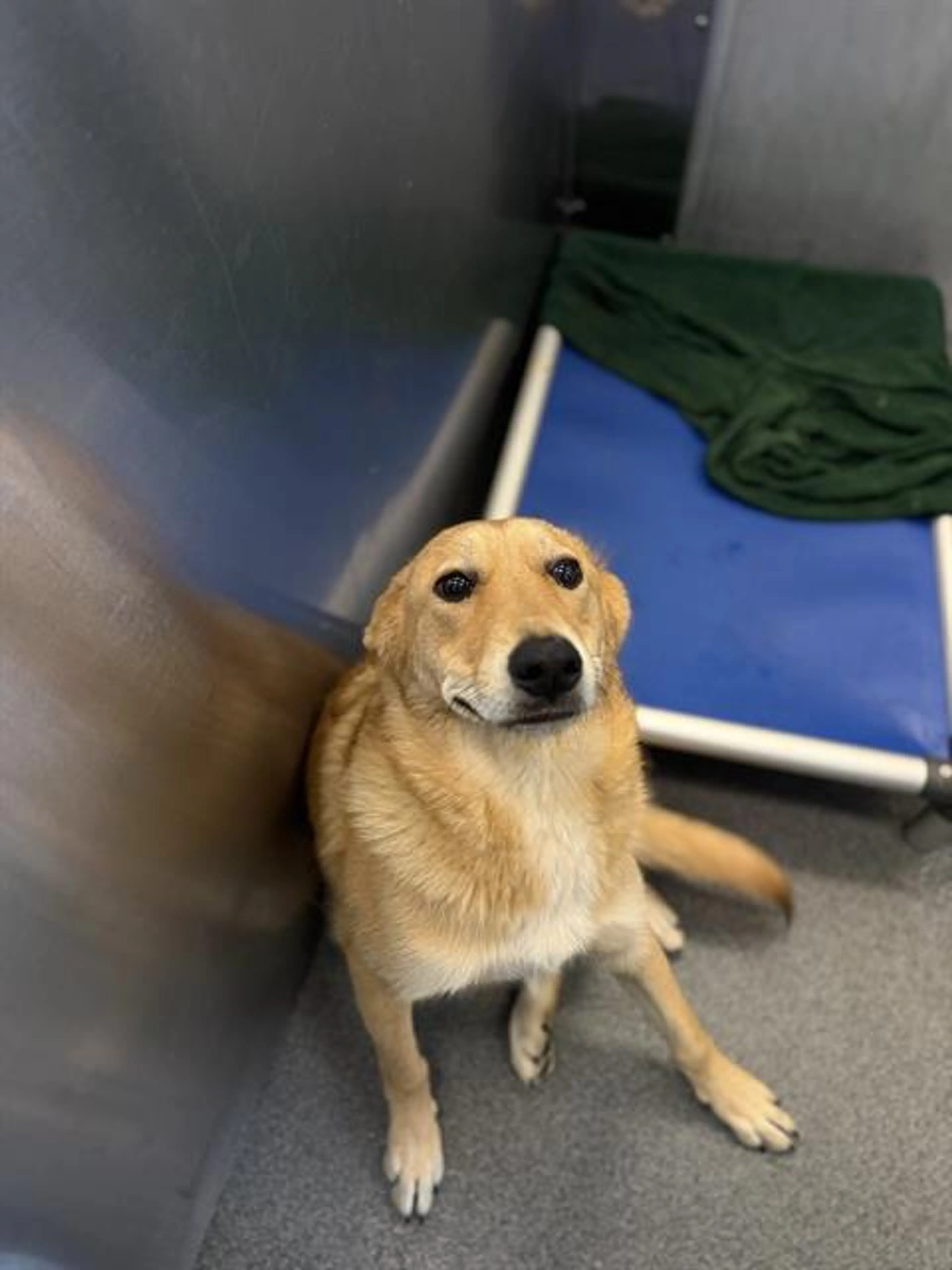 Found pet