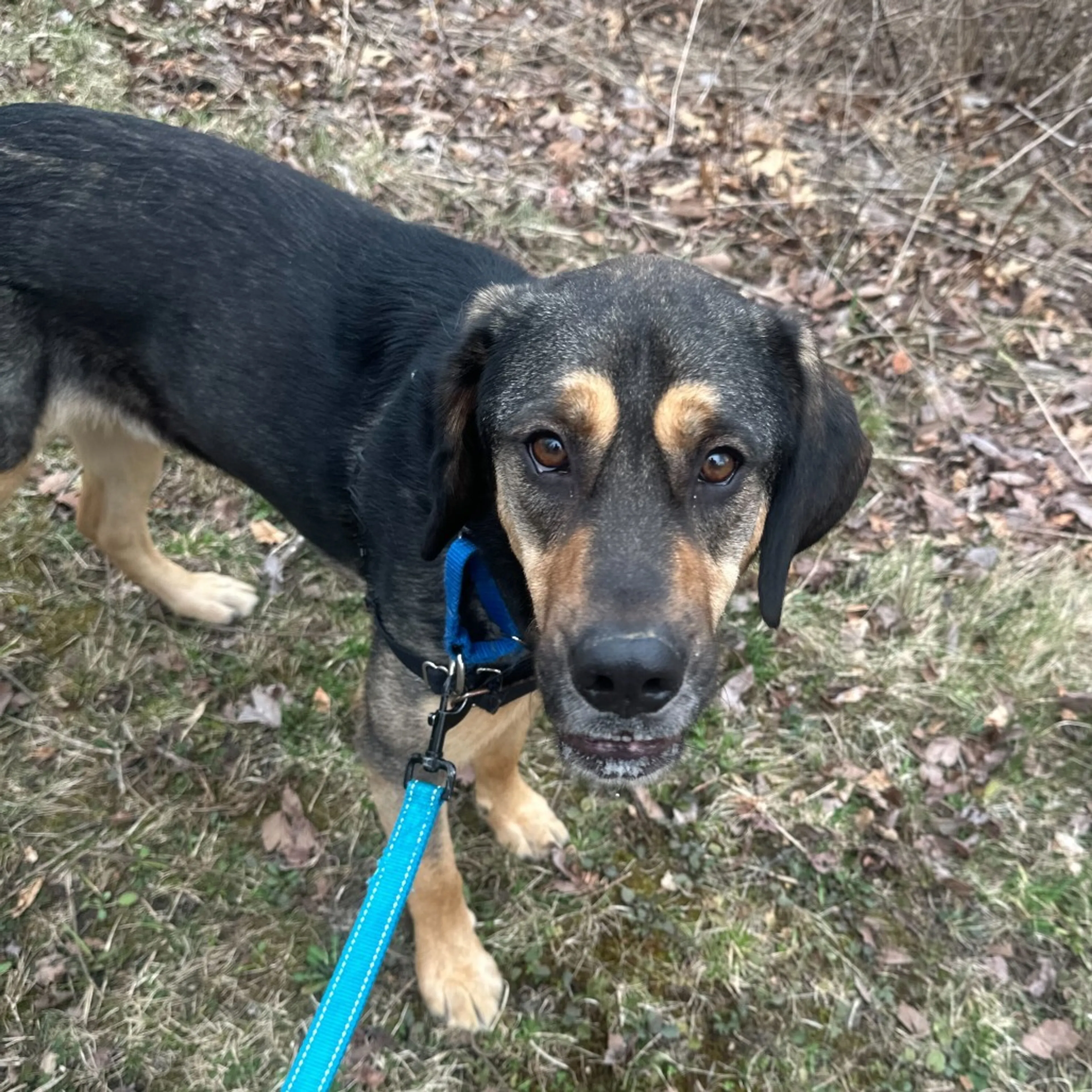 Found pet-20