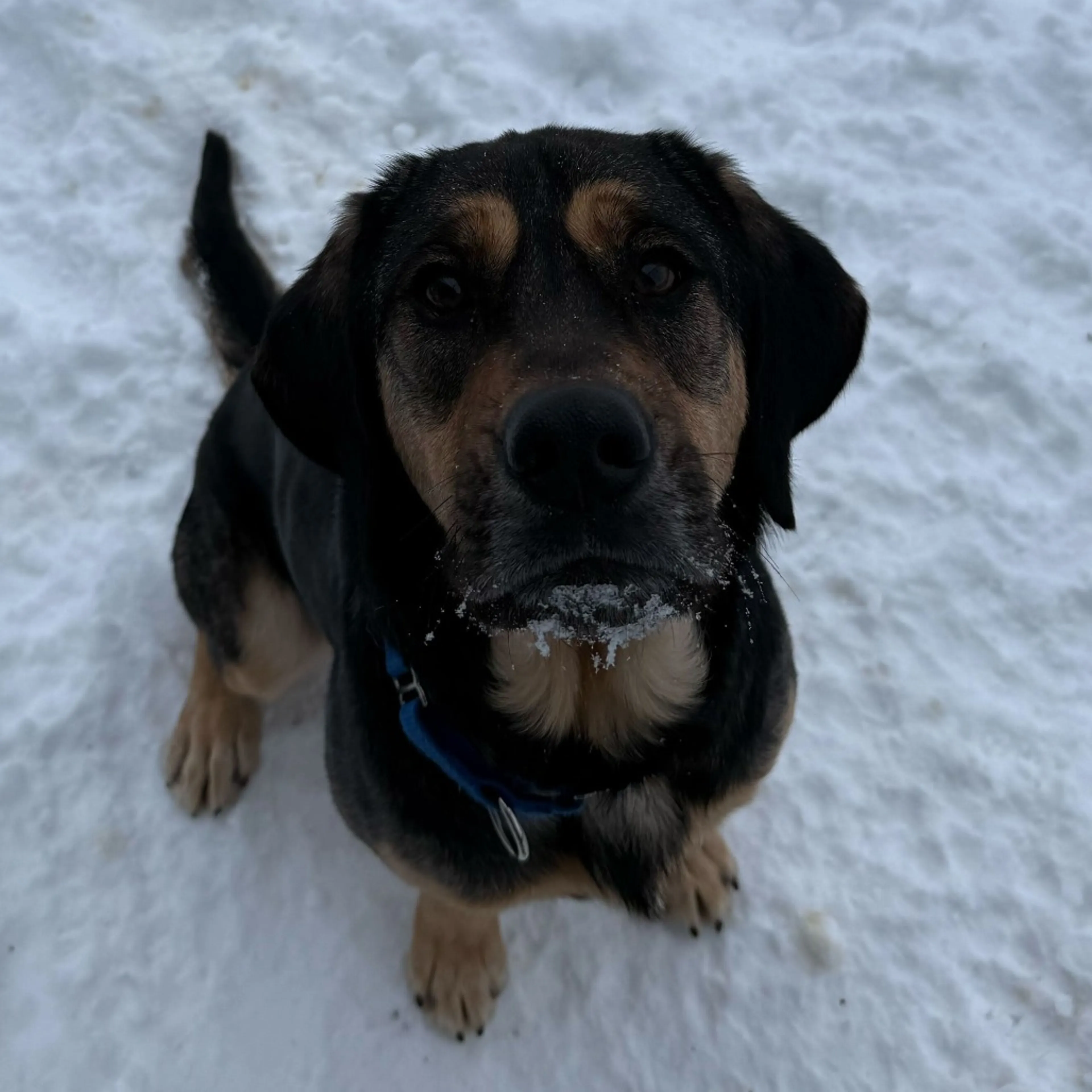 Found pet-17
