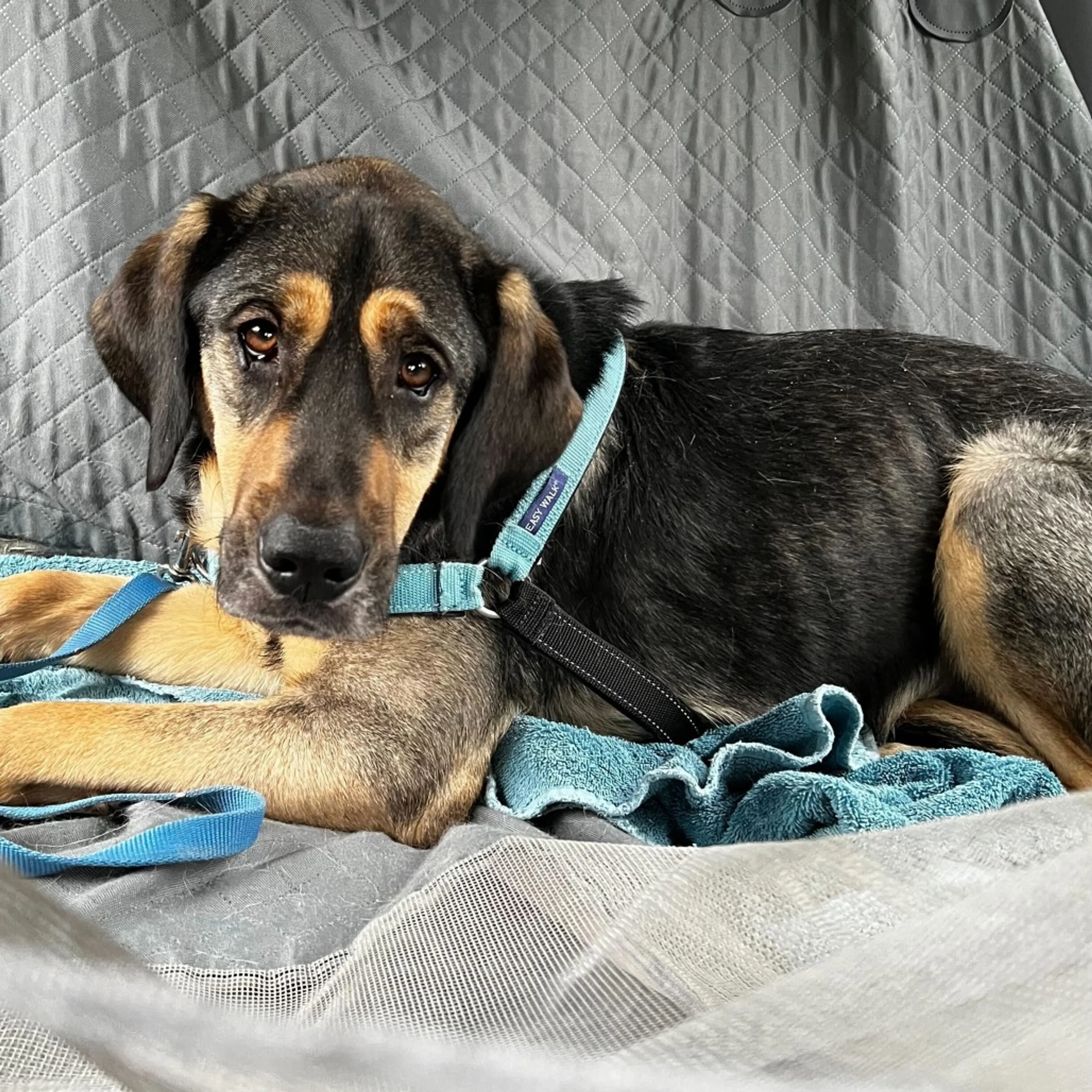 Found pet-22