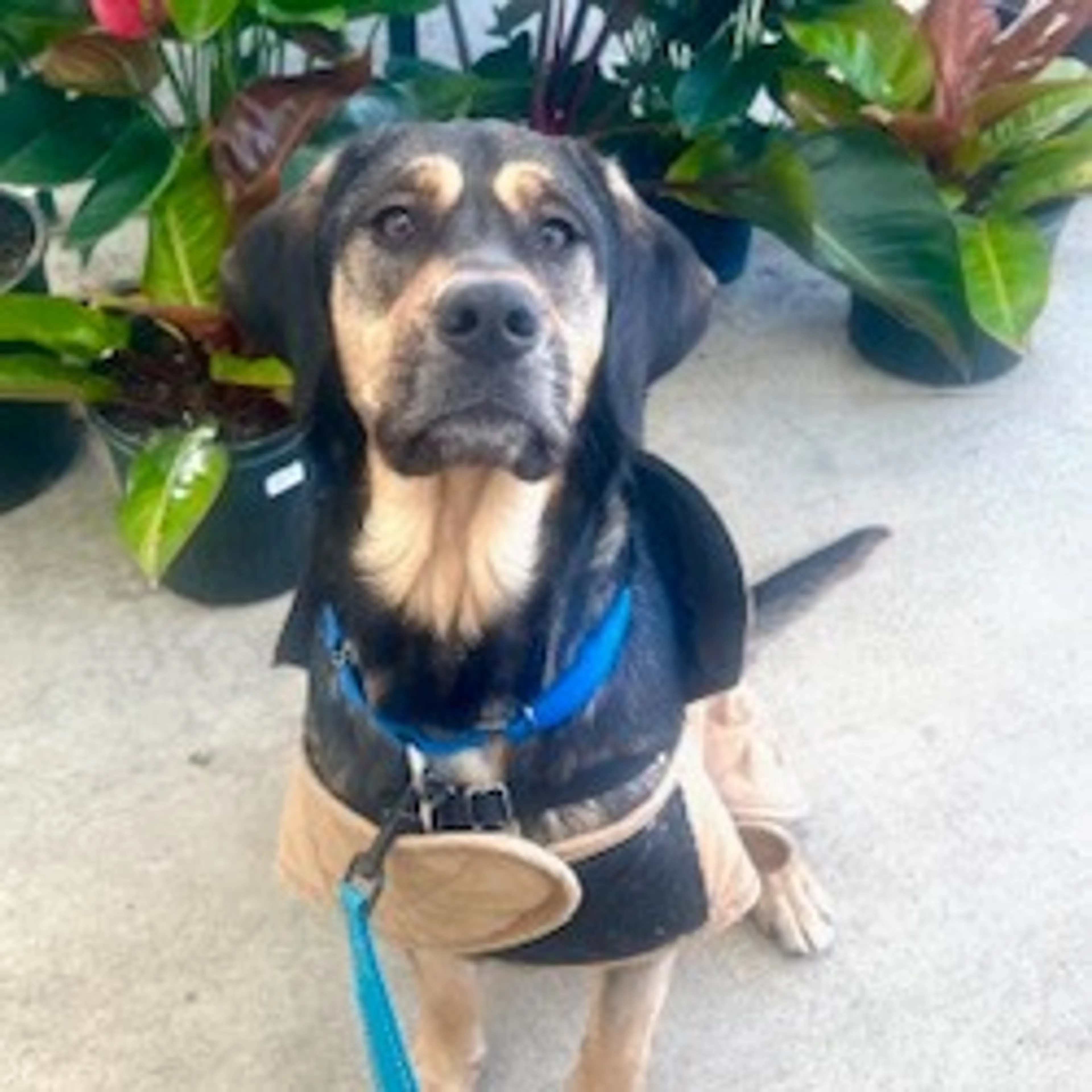 Found pet-19