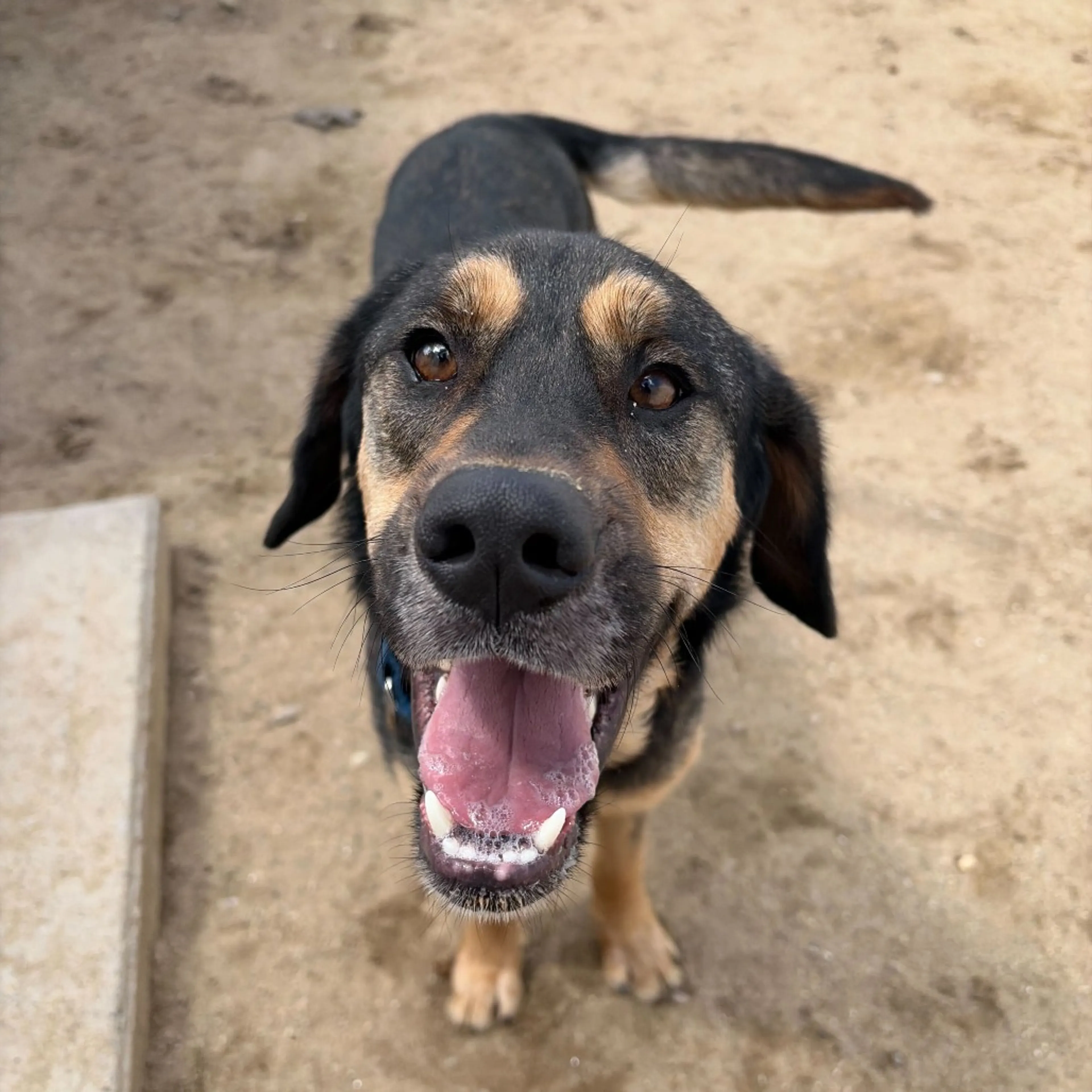 Found pet-21