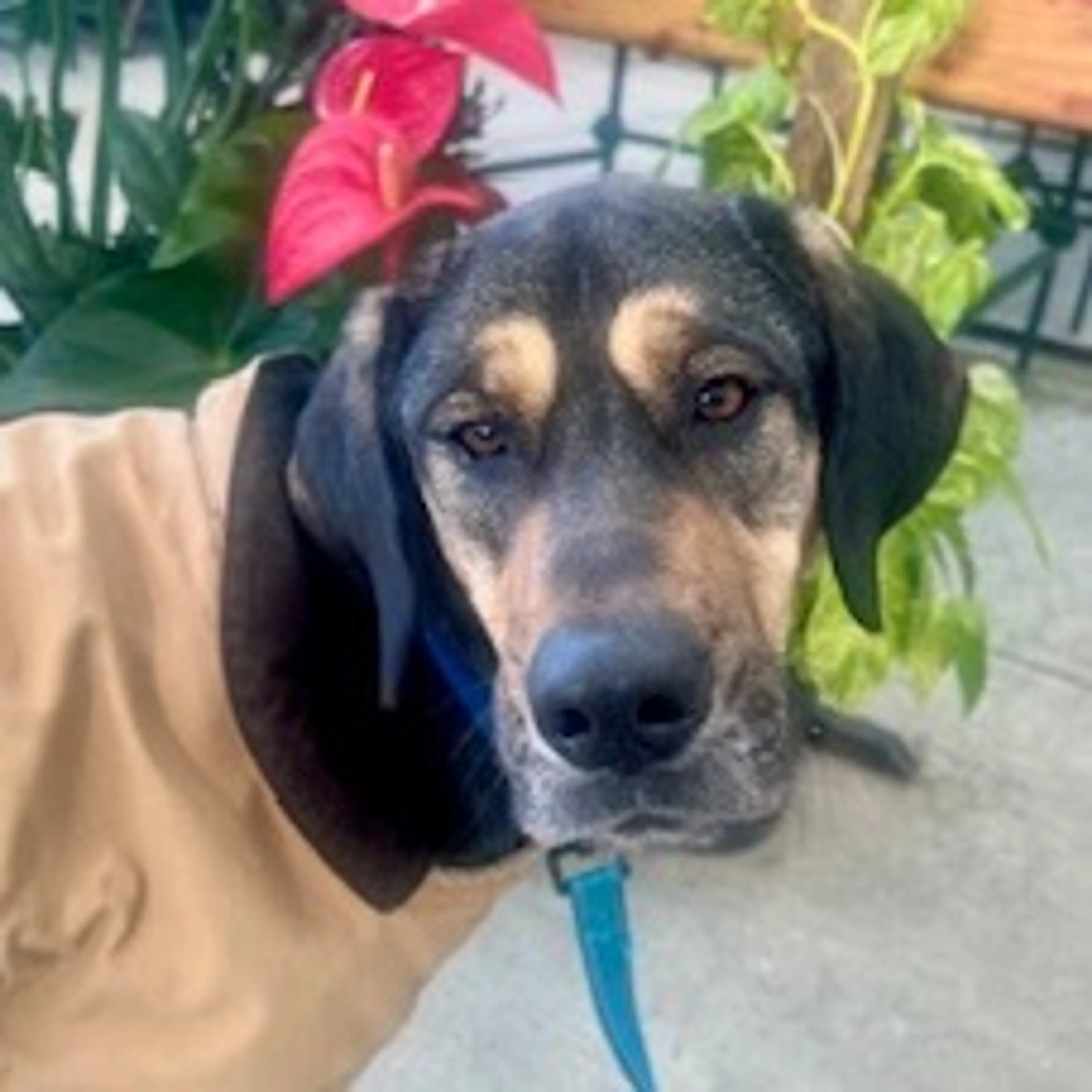 Found pet-18