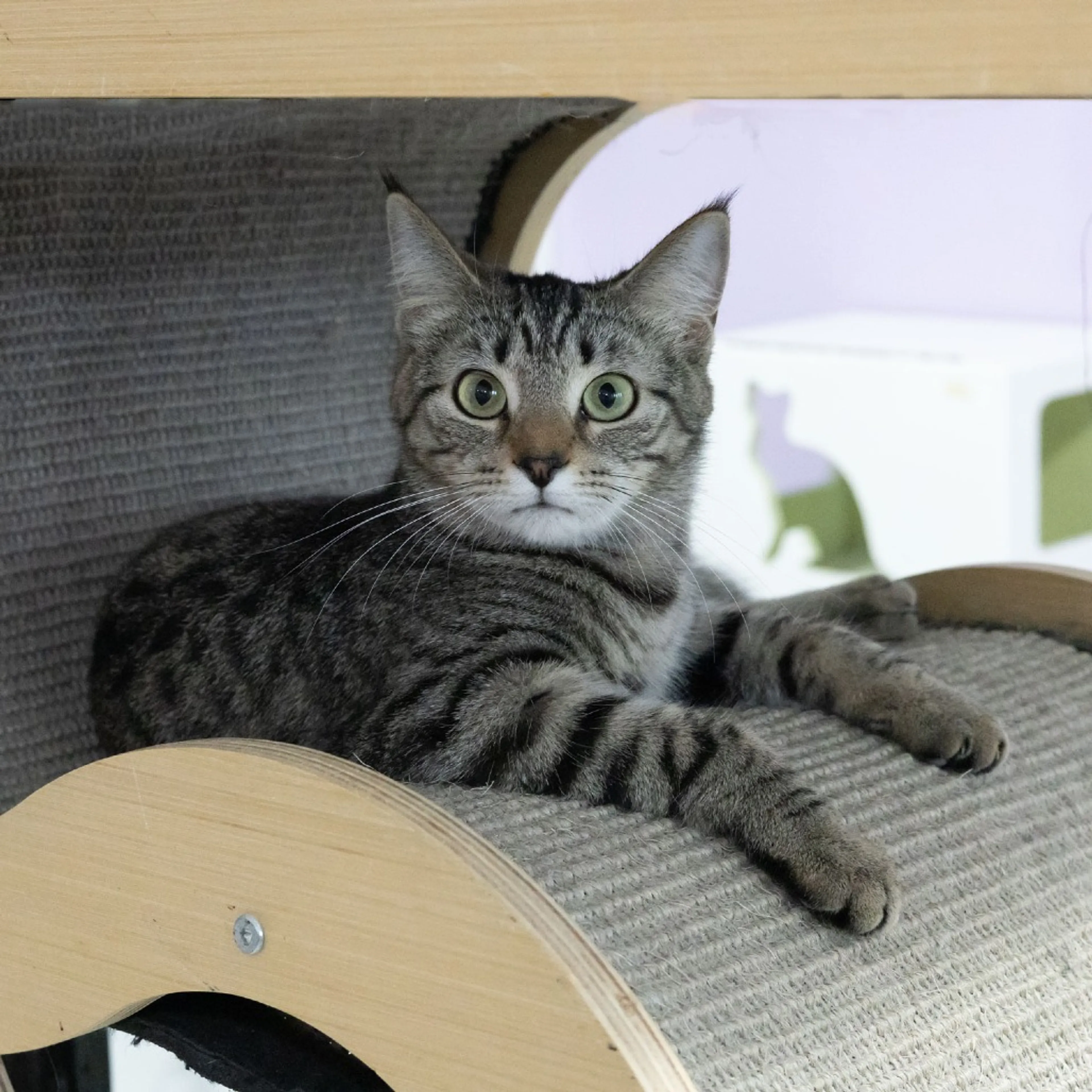 Found pet-7