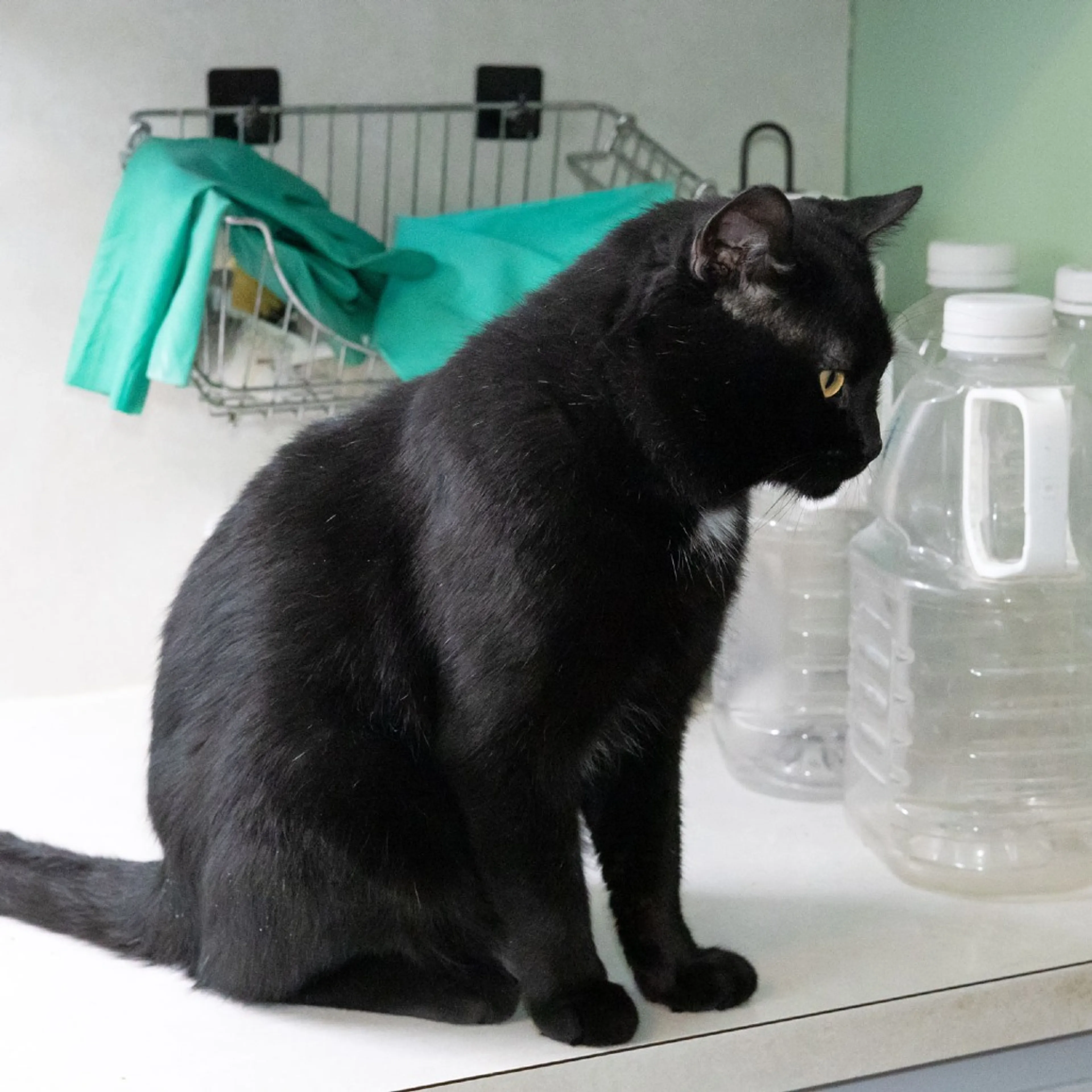 Found pet-2