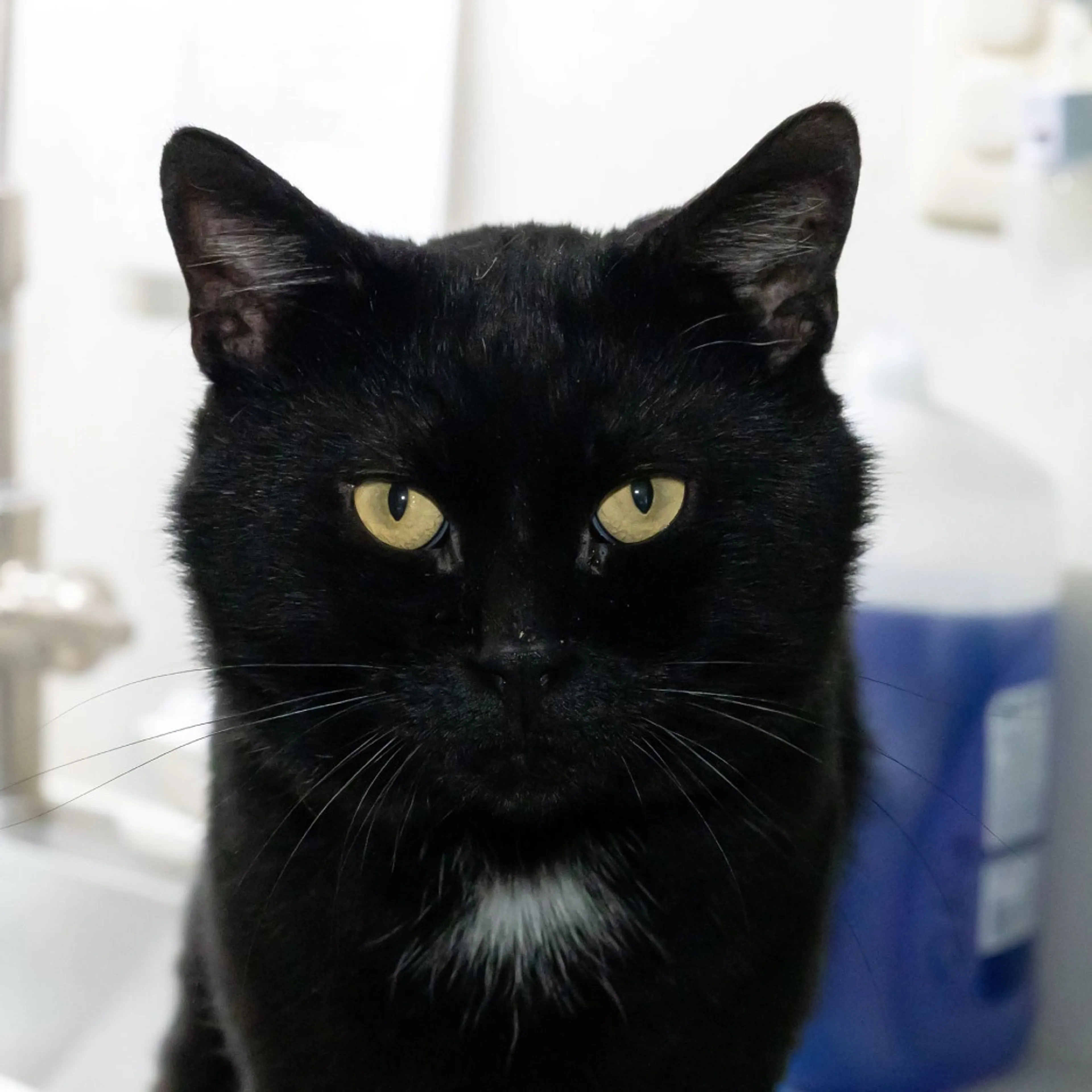 Found pet-4