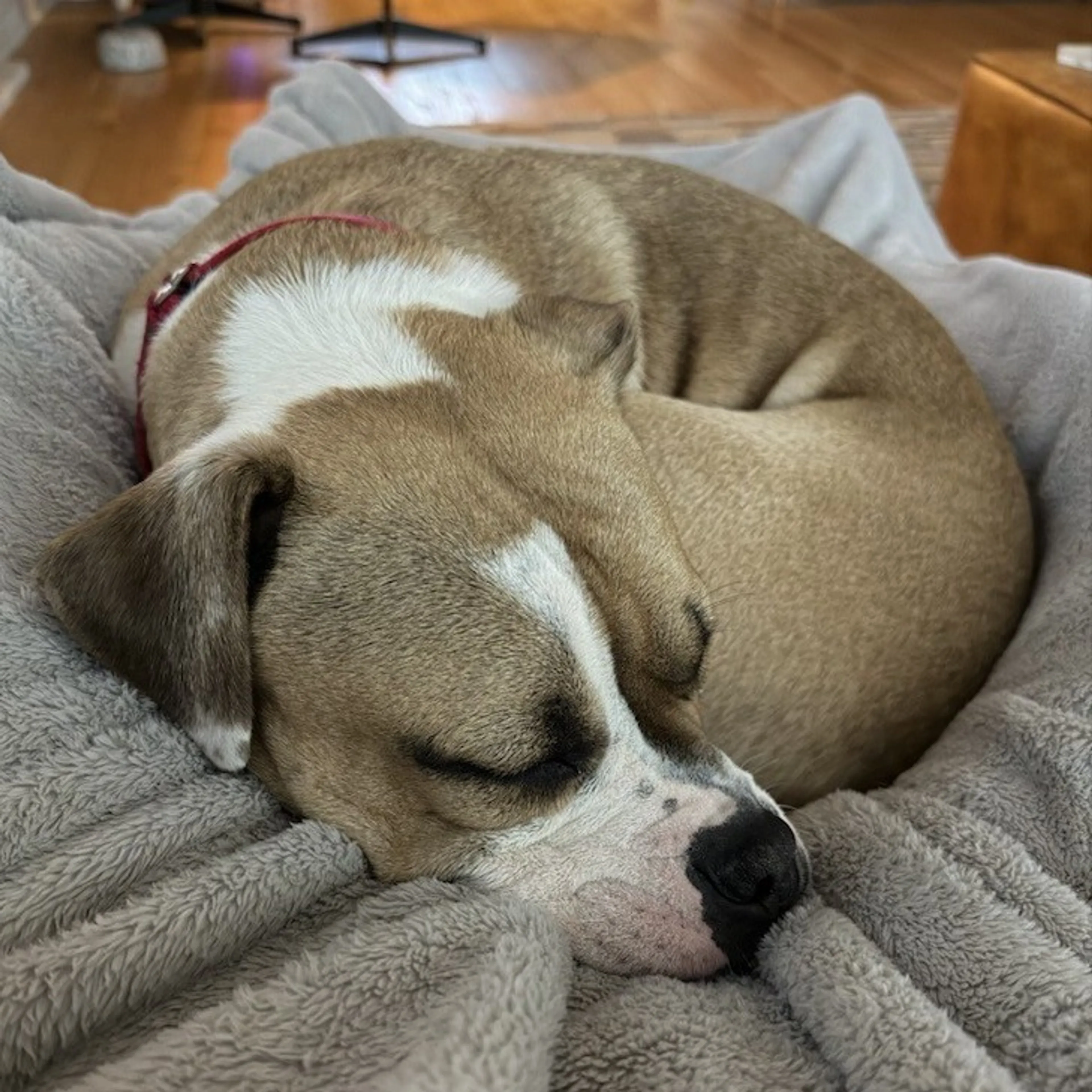 Found pet-31