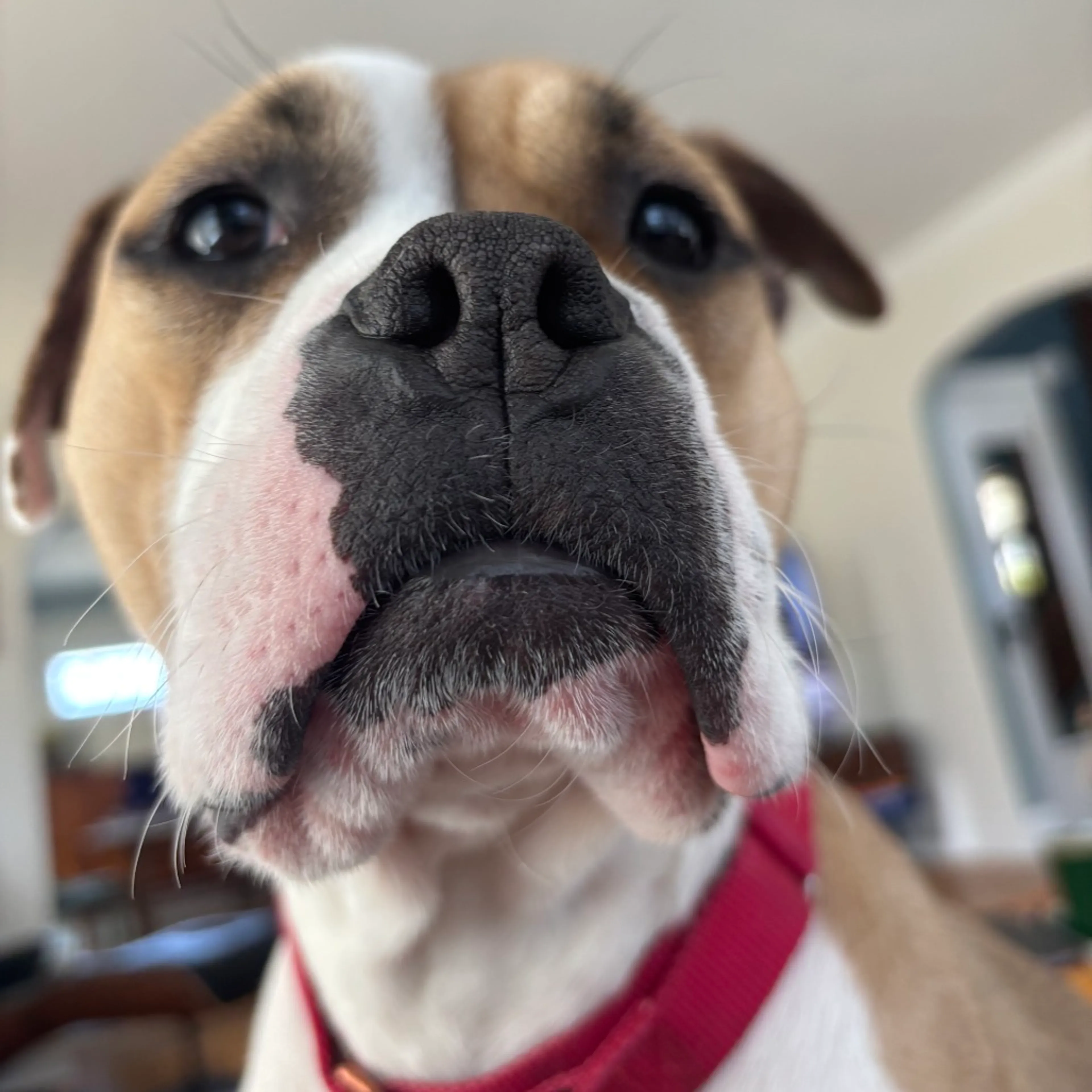 Found pet-28