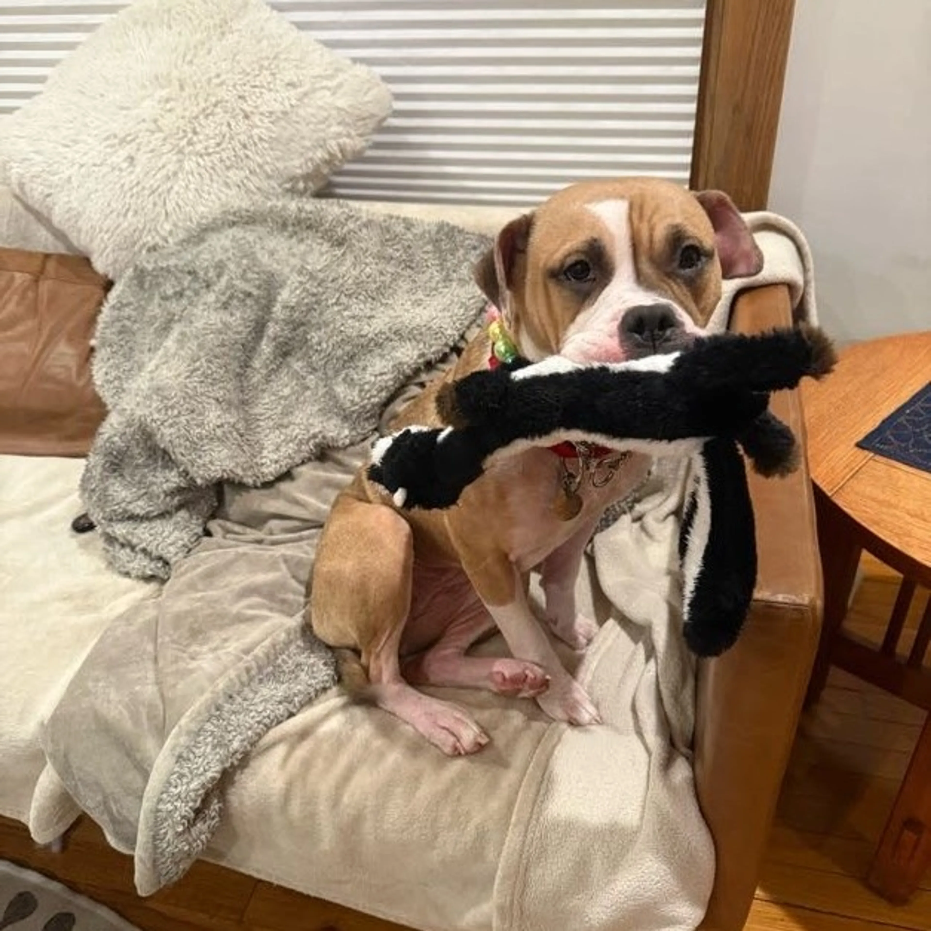 Found pet-16