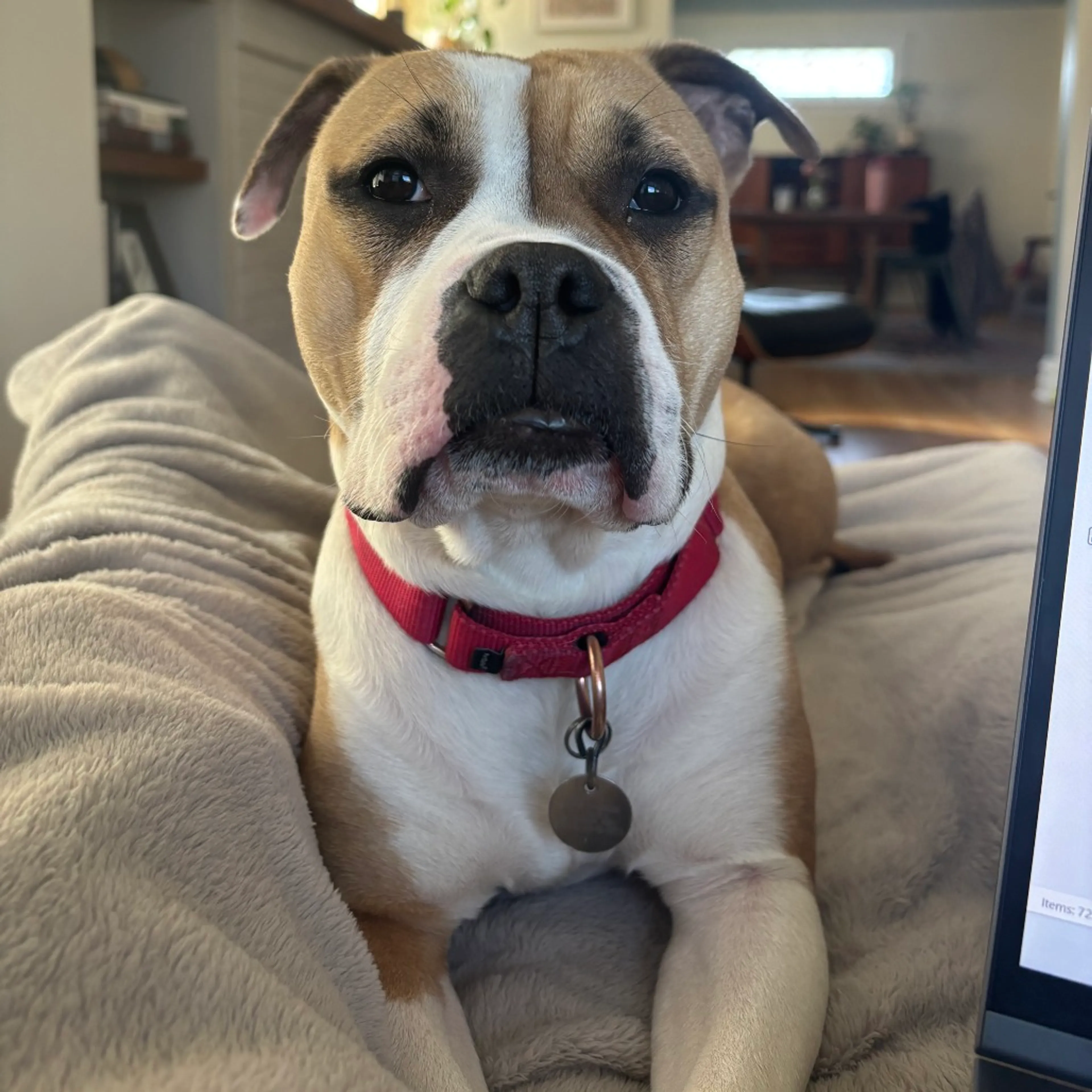 Found pet-29