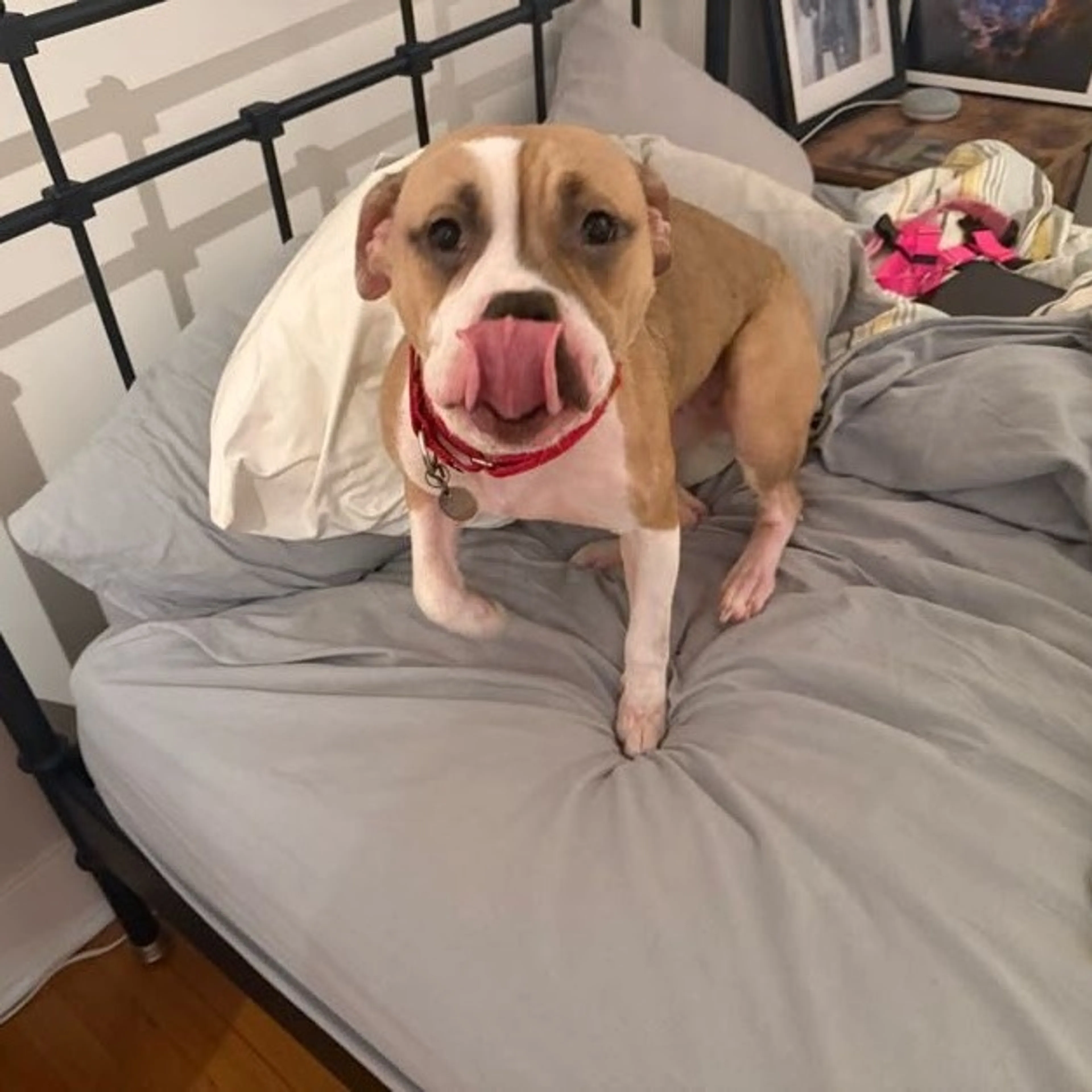 Found pet-8