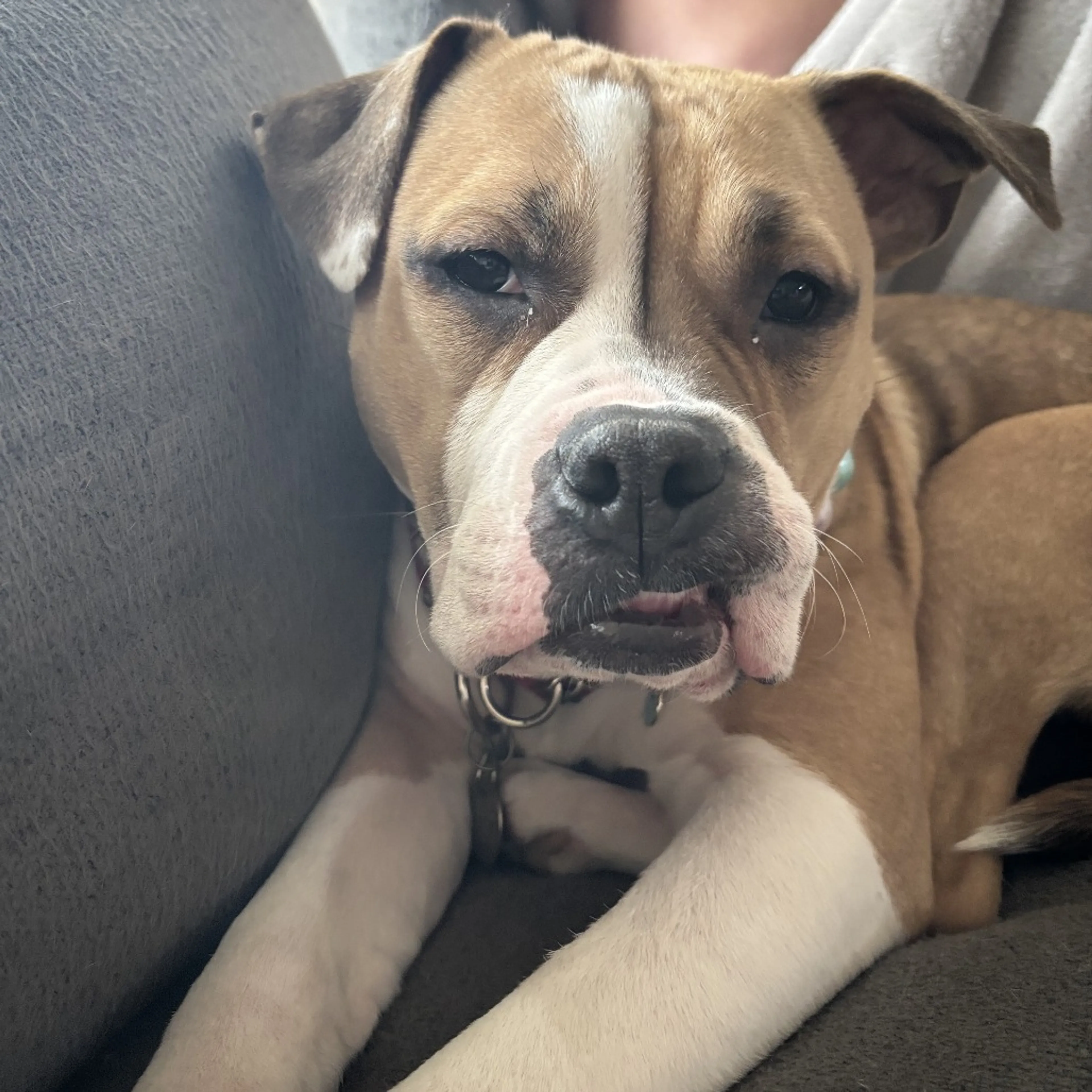 Found pet-26