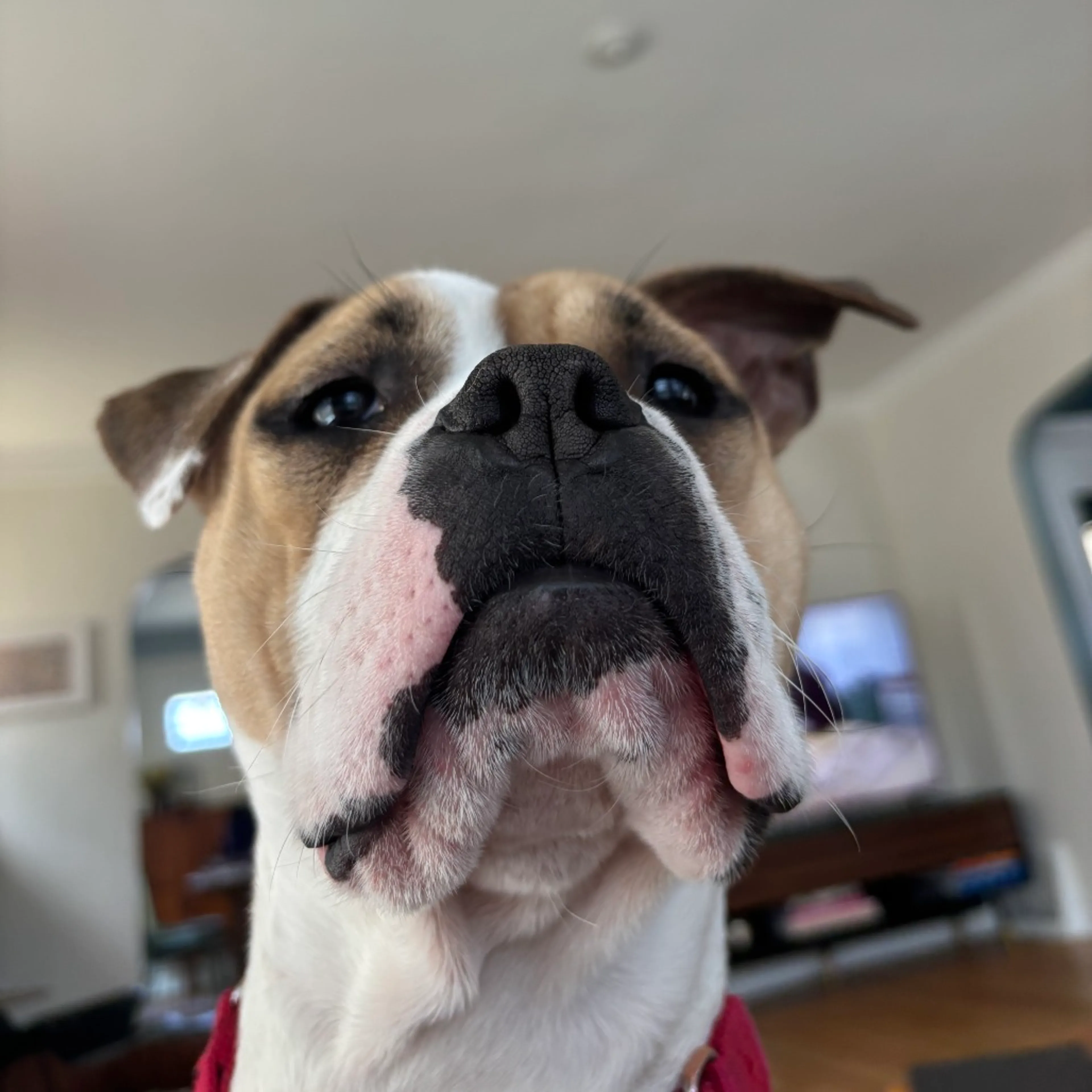 Found pet-27