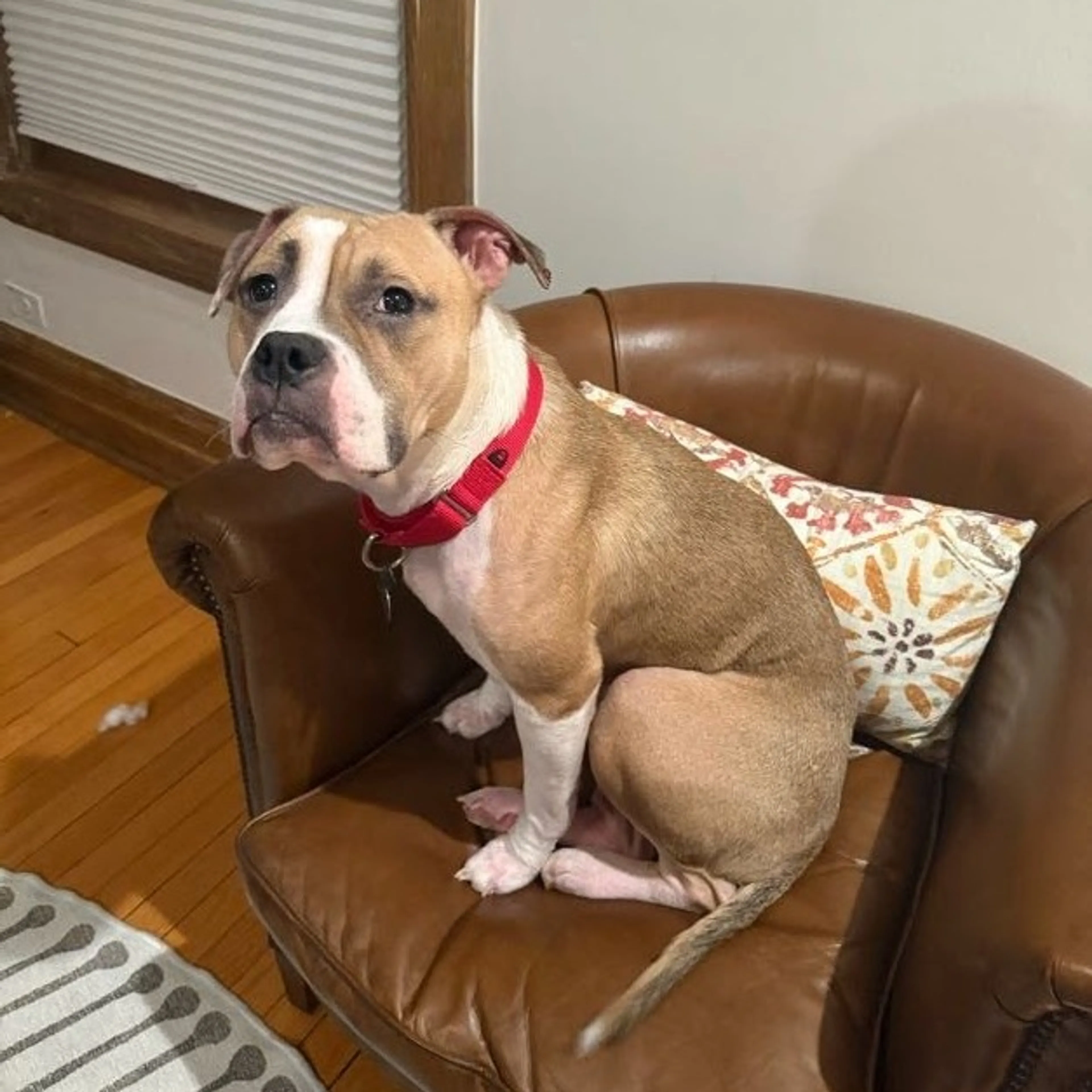 Found pet-10