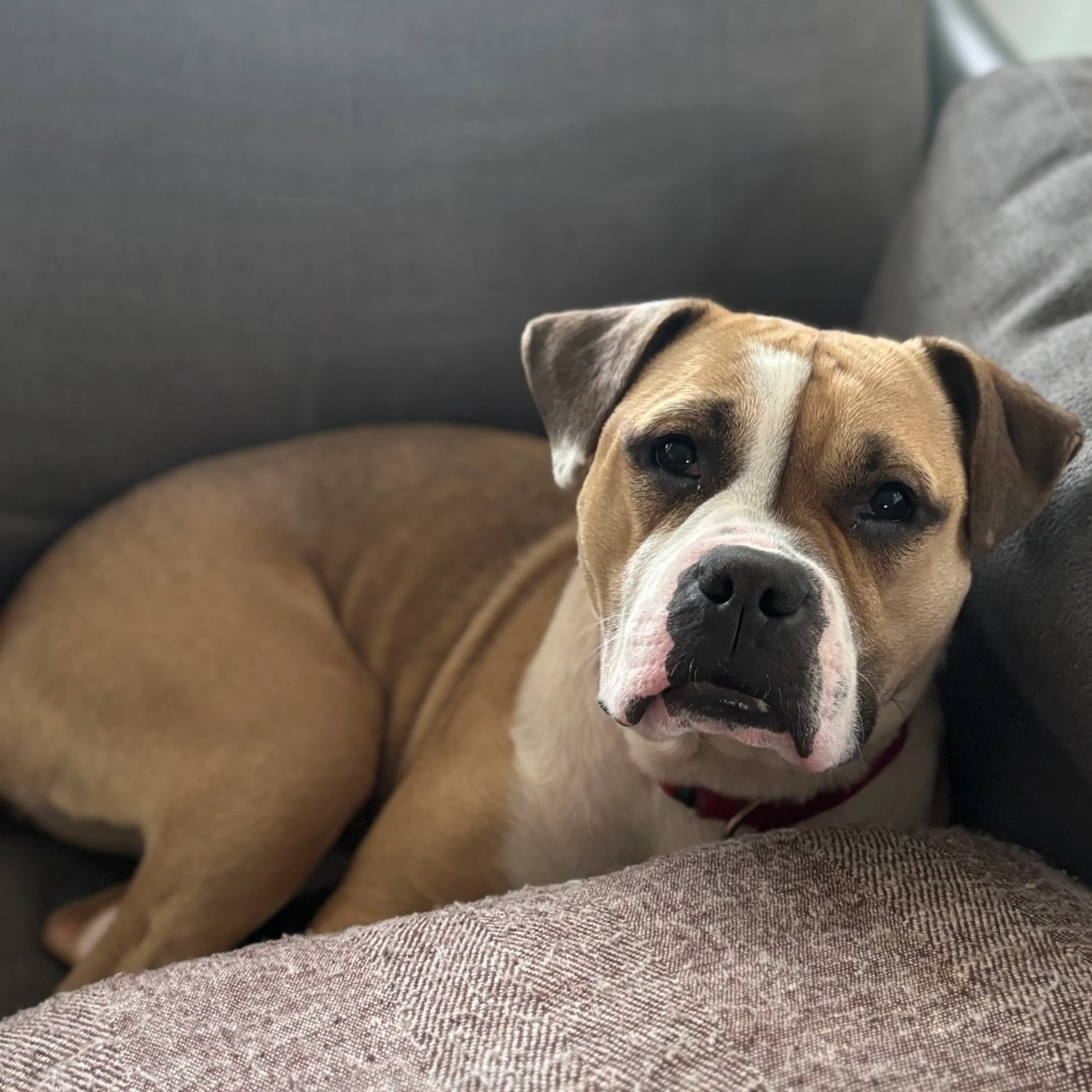 Found pet-32