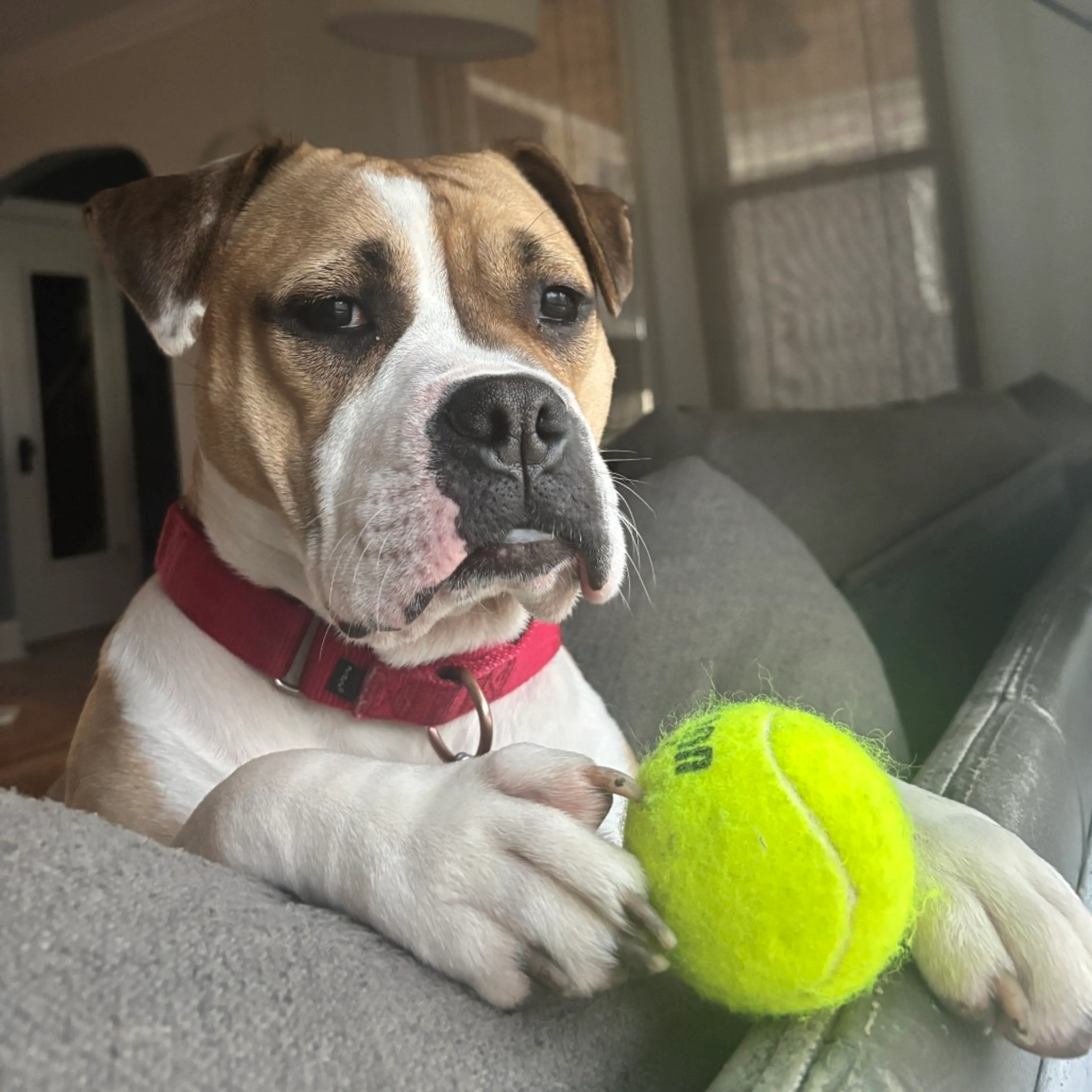 Found pet-24