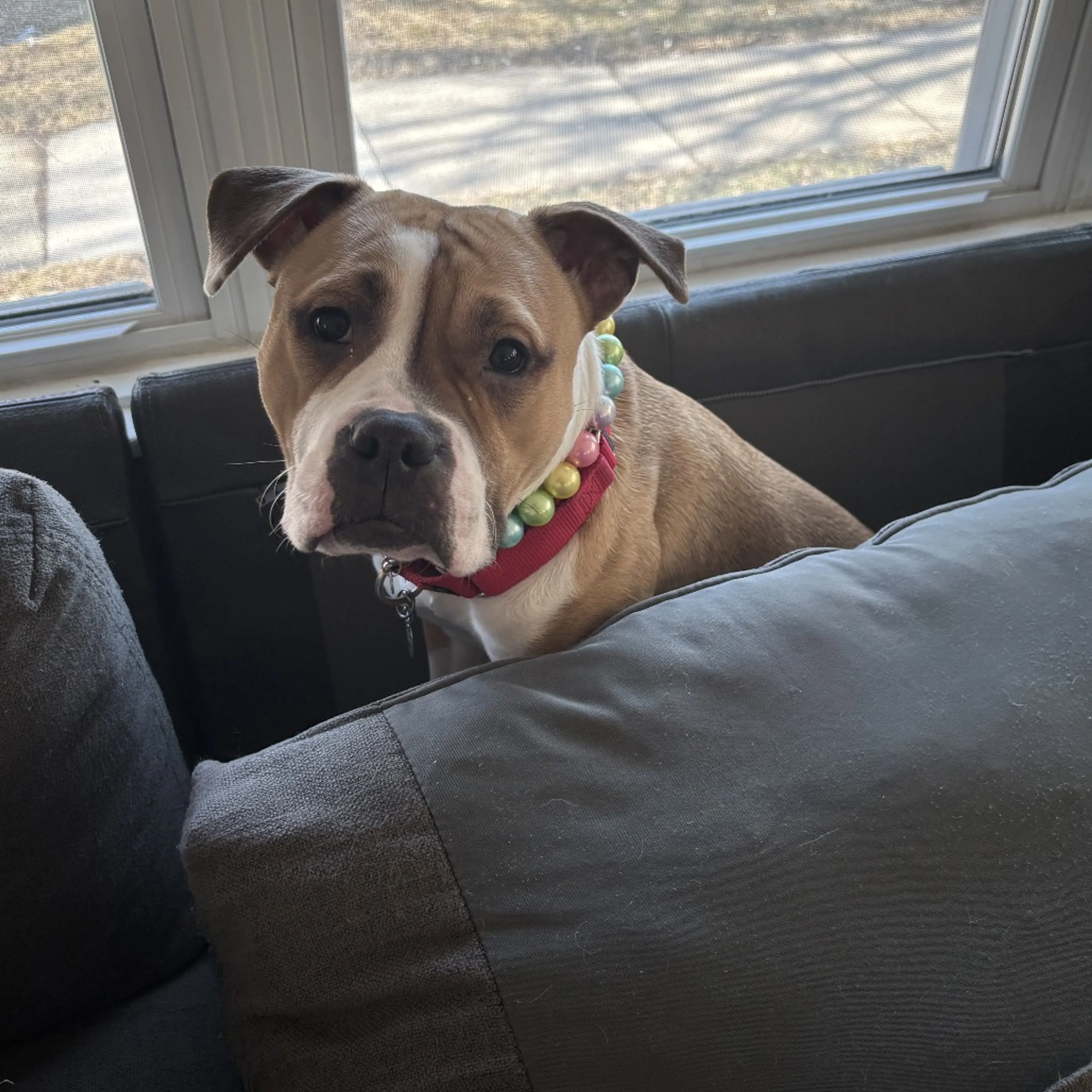 Found pet-30