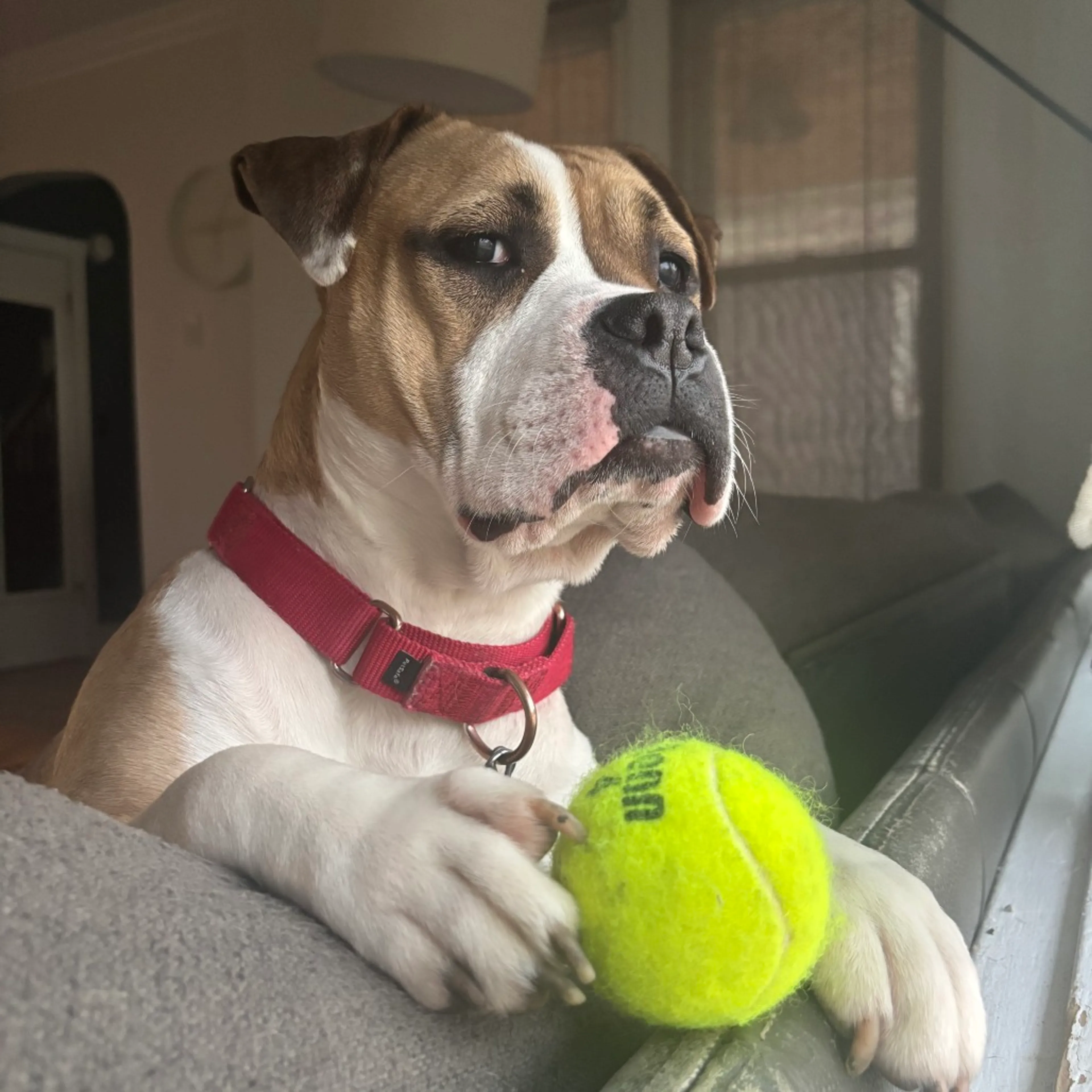 Found pet-25