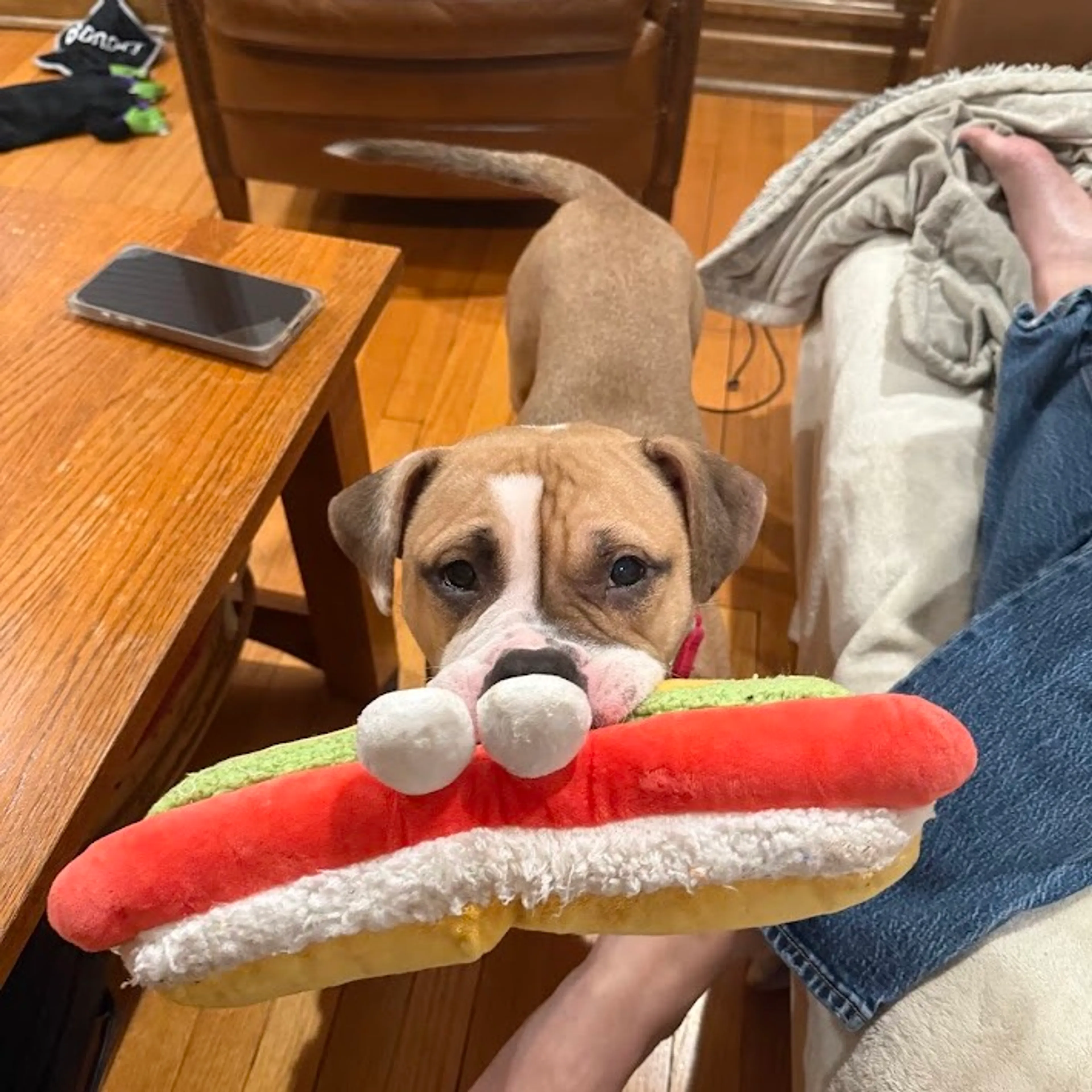 Found pet-18