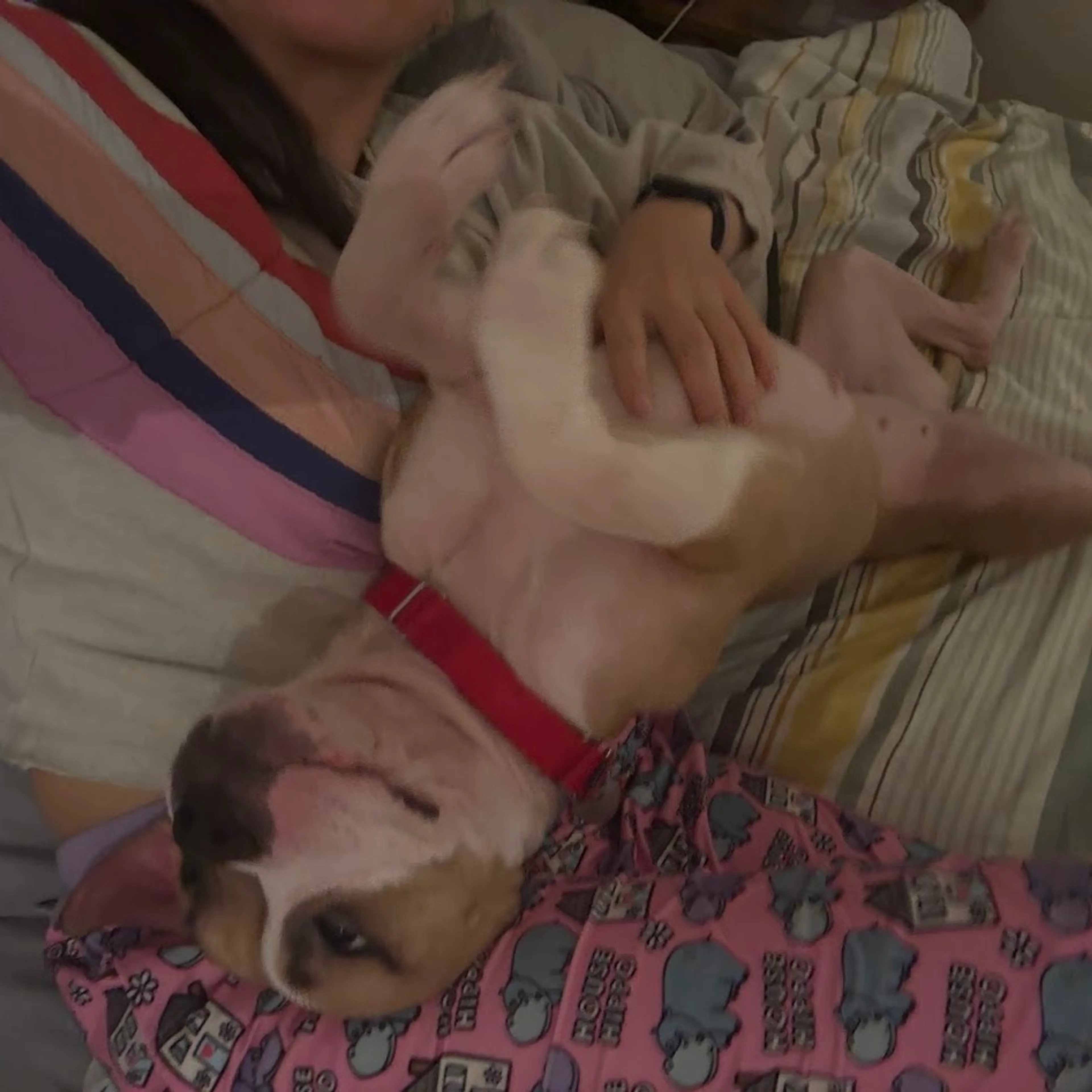 Found pet-7