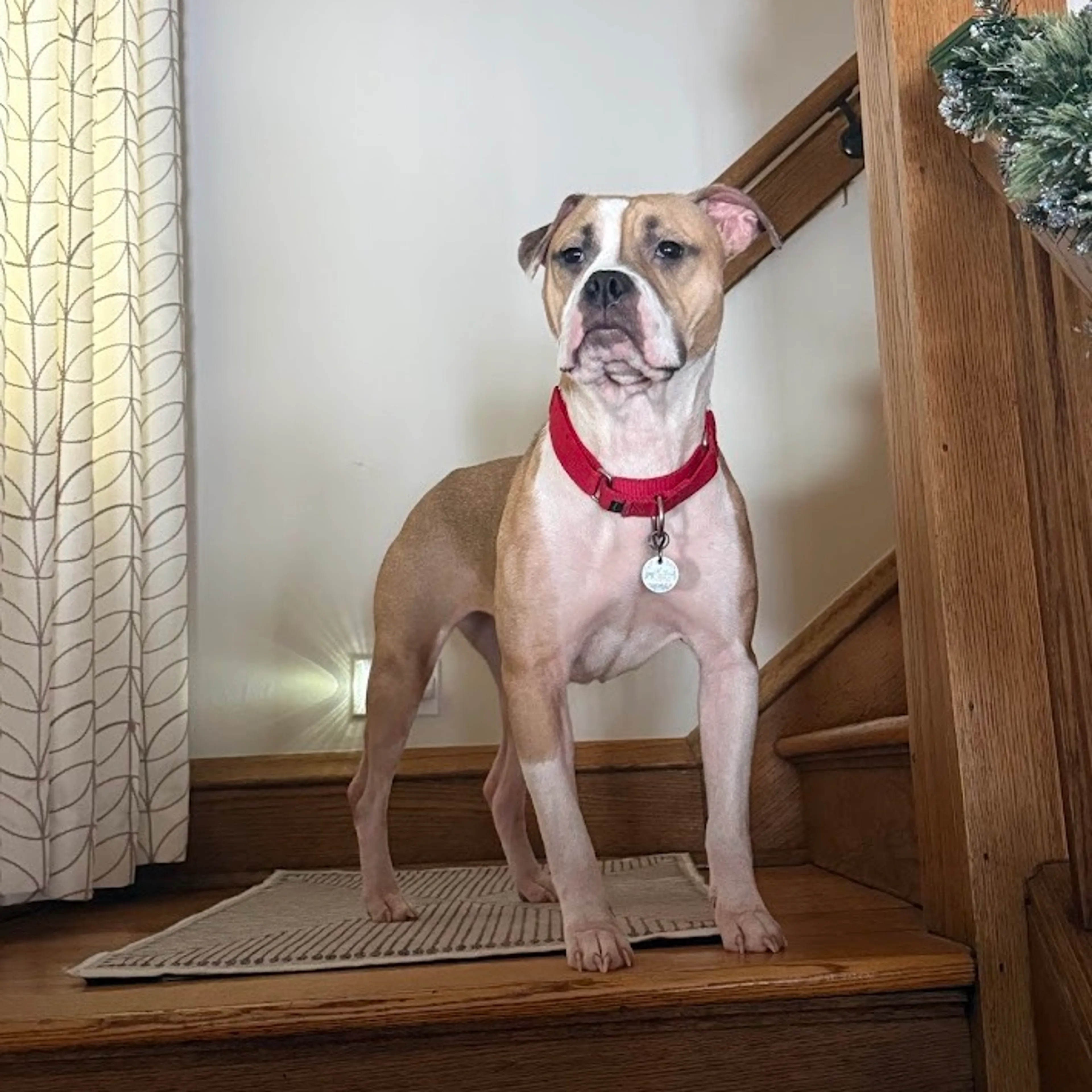 Found pet-11