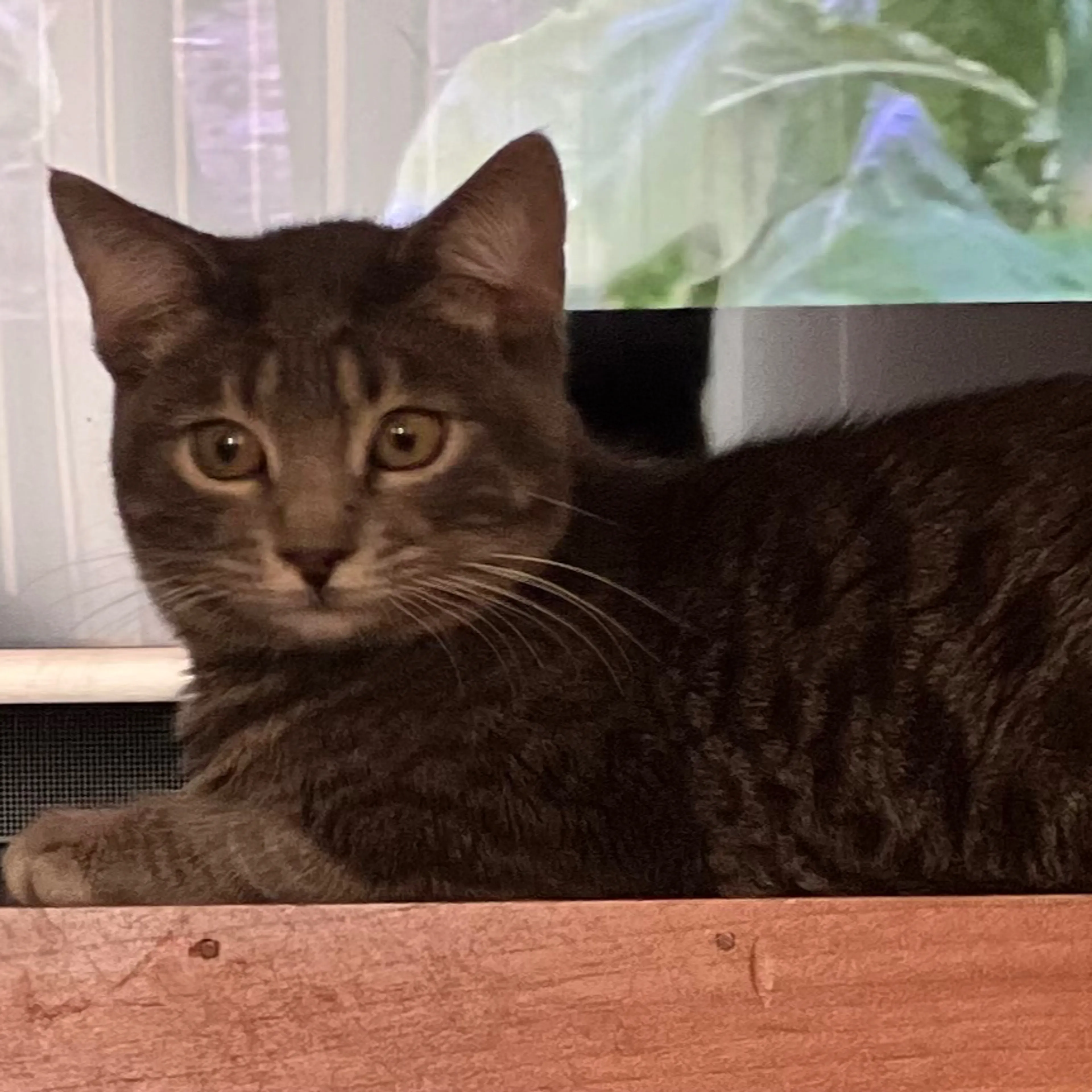 Lost pet-2