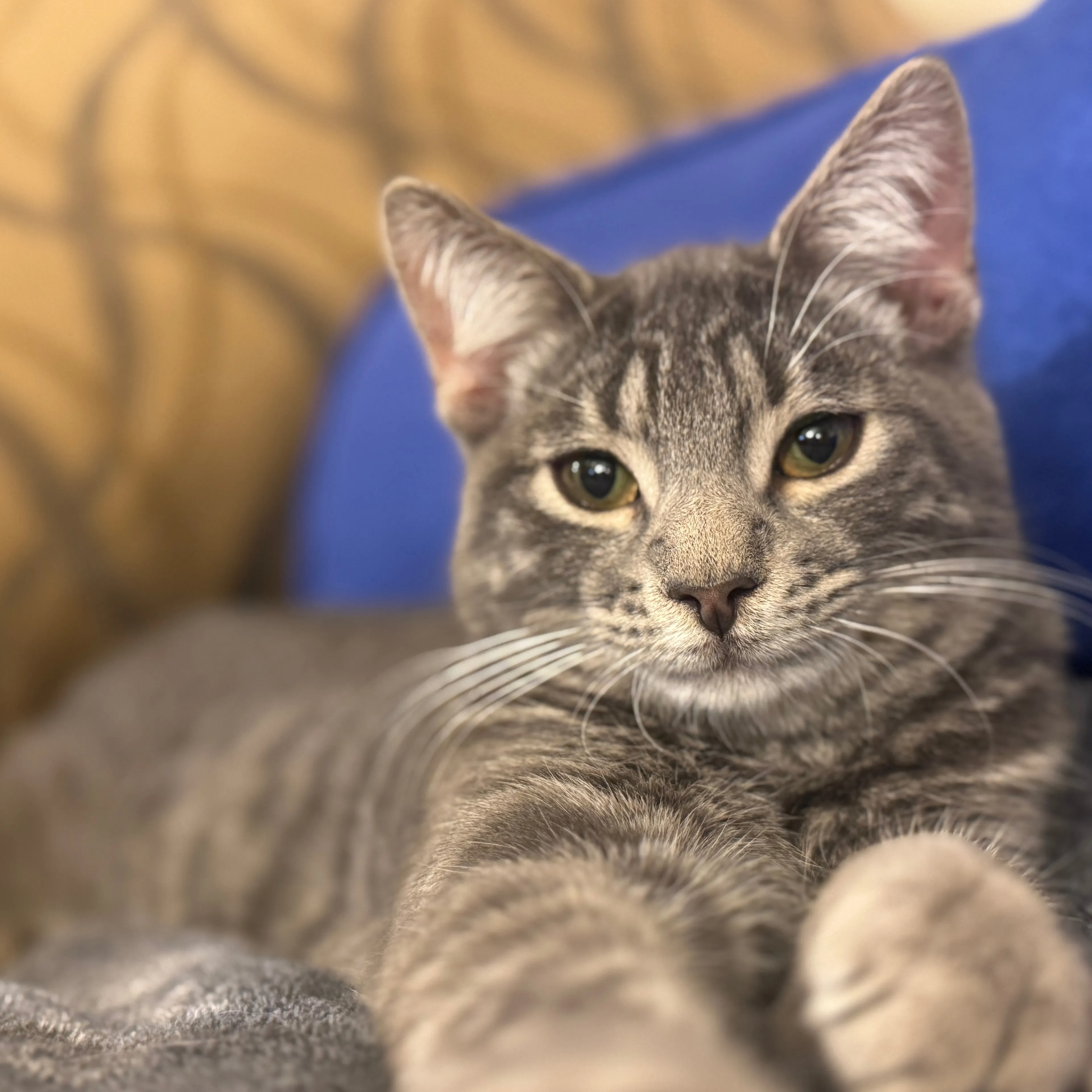 Lost pet-1