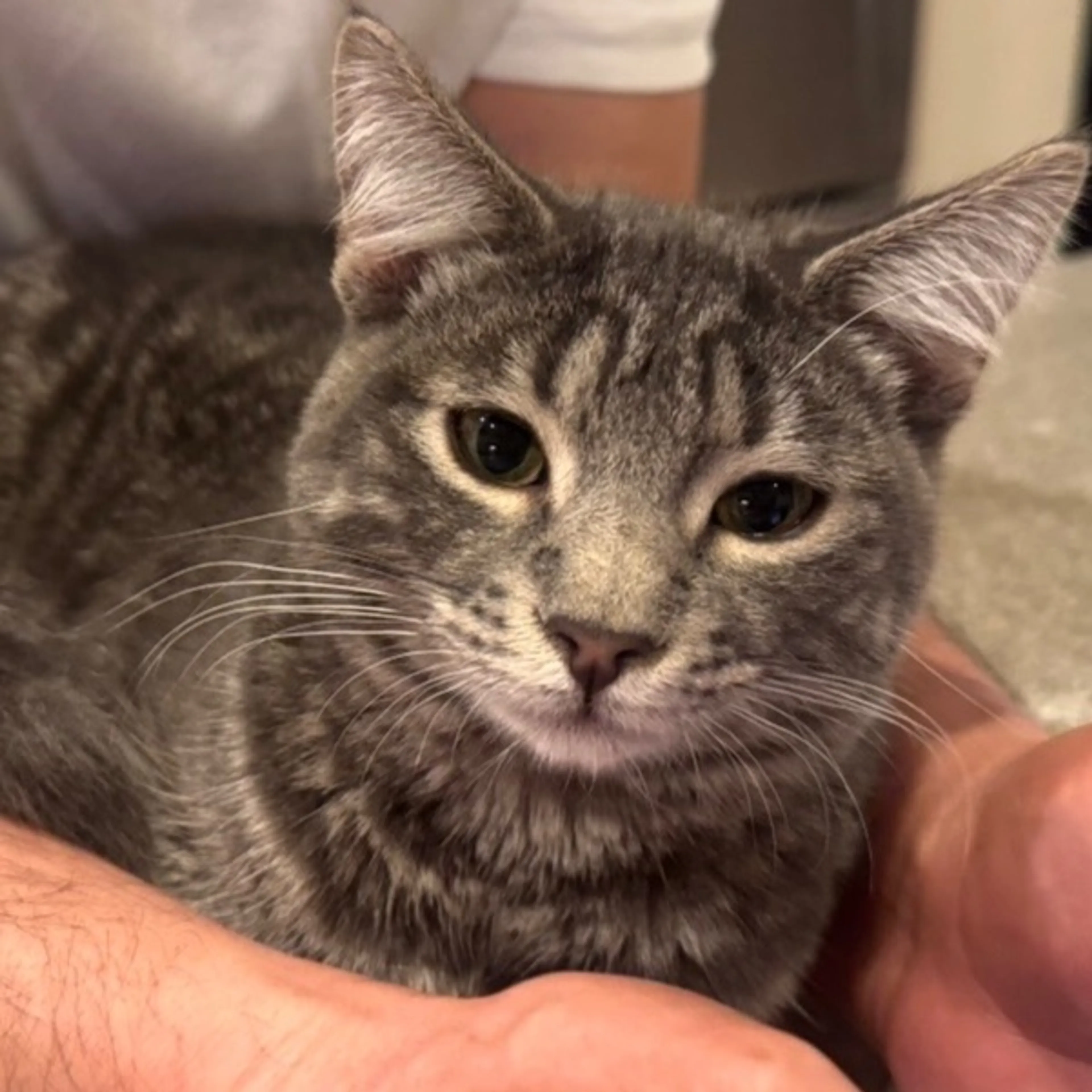 Lost pet-0