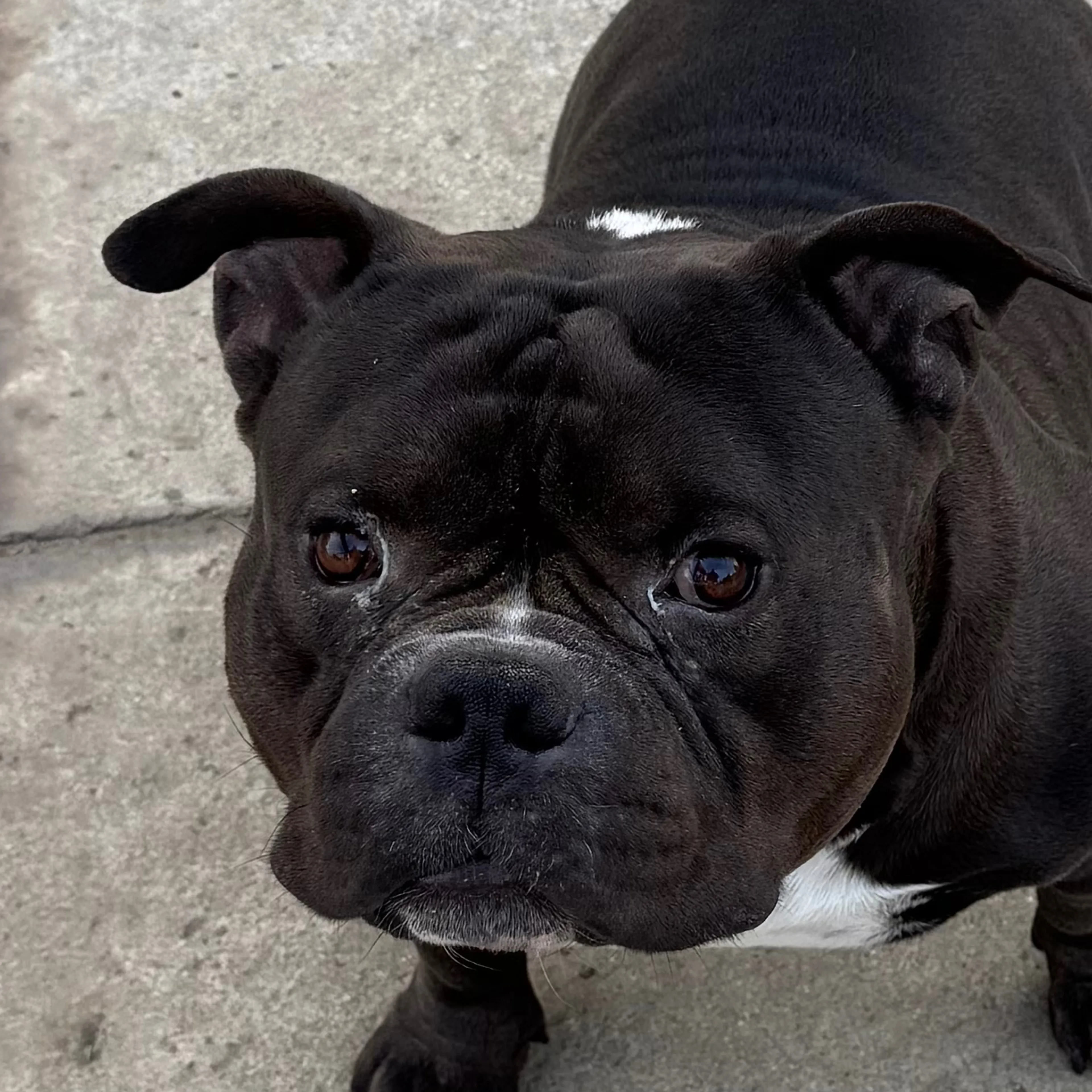 Lost pet-2