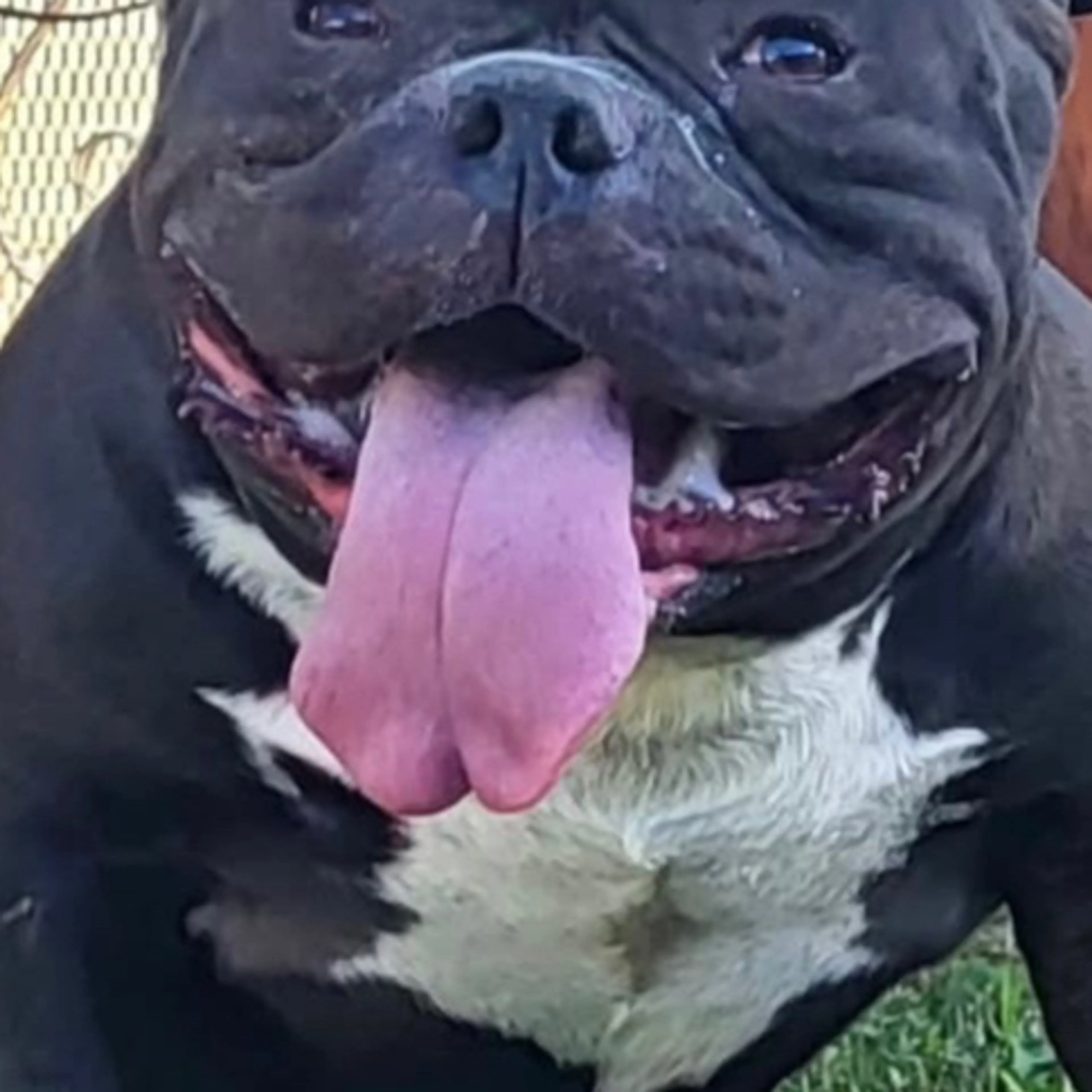 Lost pet-3