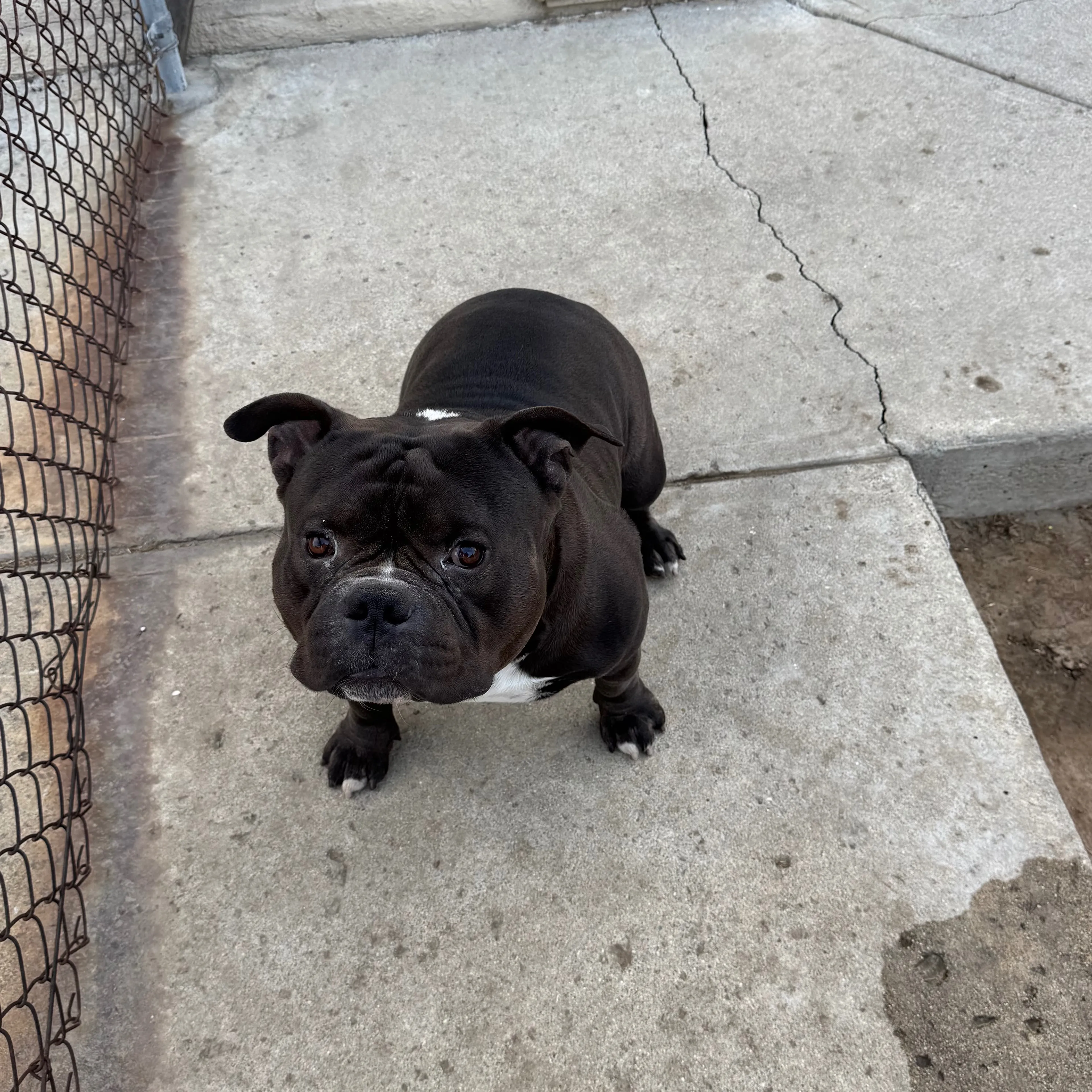 Lost pet-1