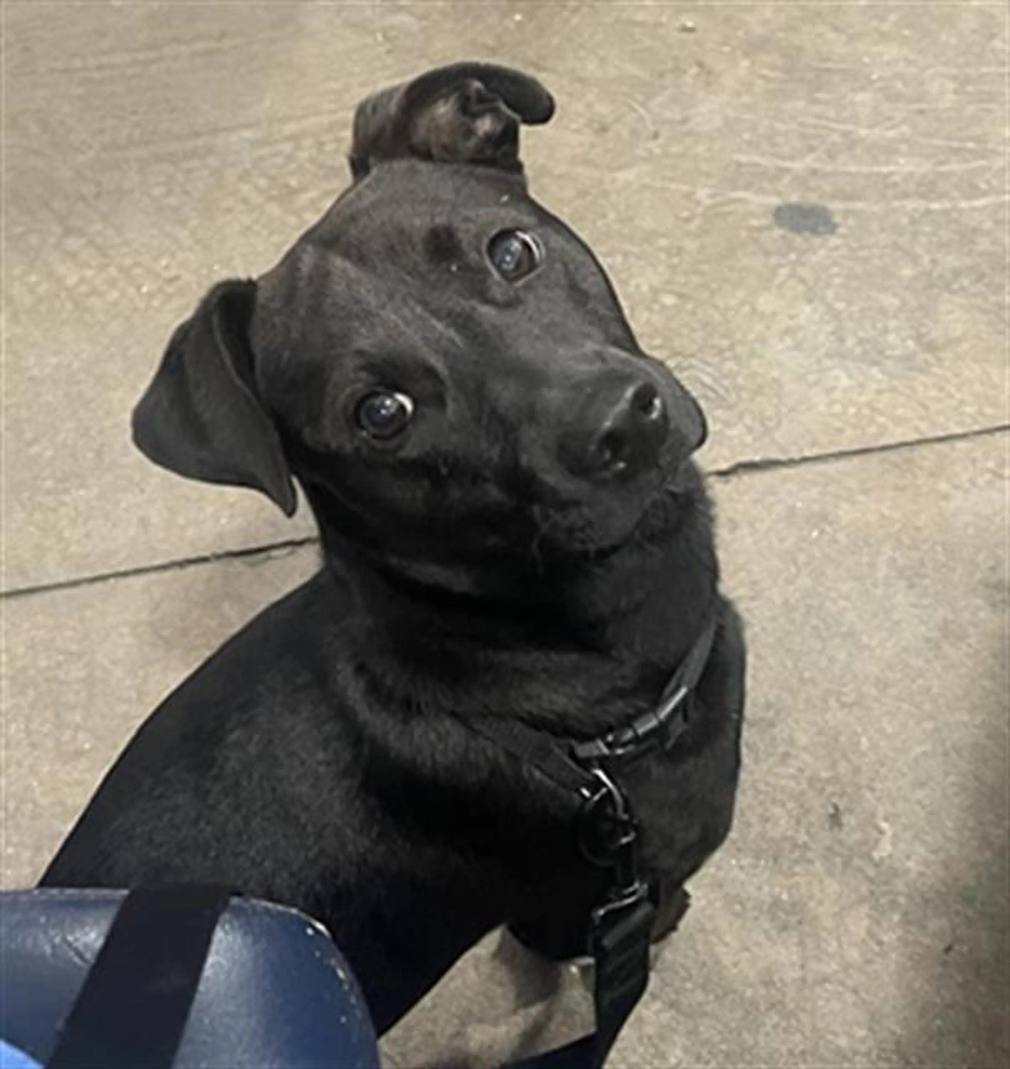 Found pet
