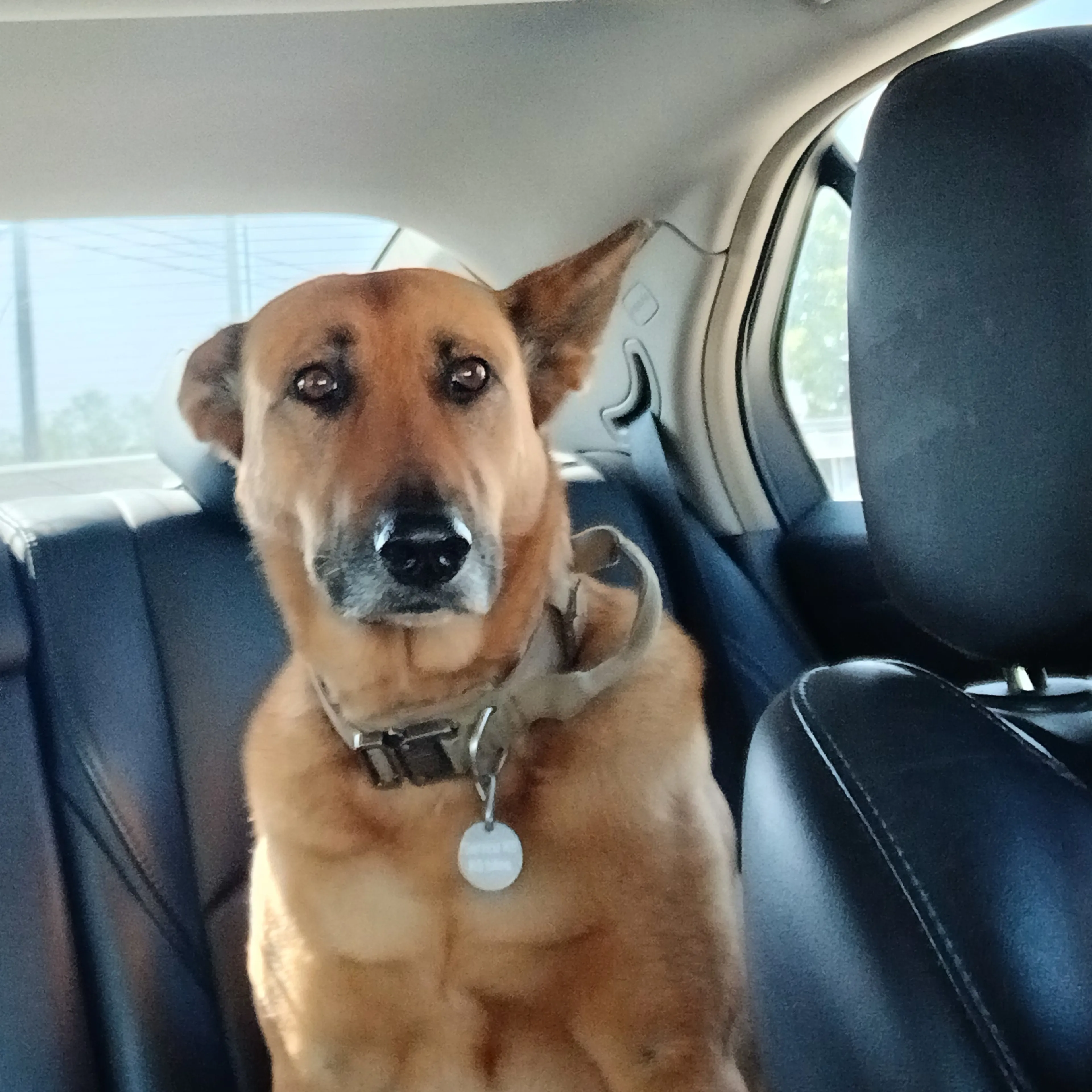 Lost pet-1