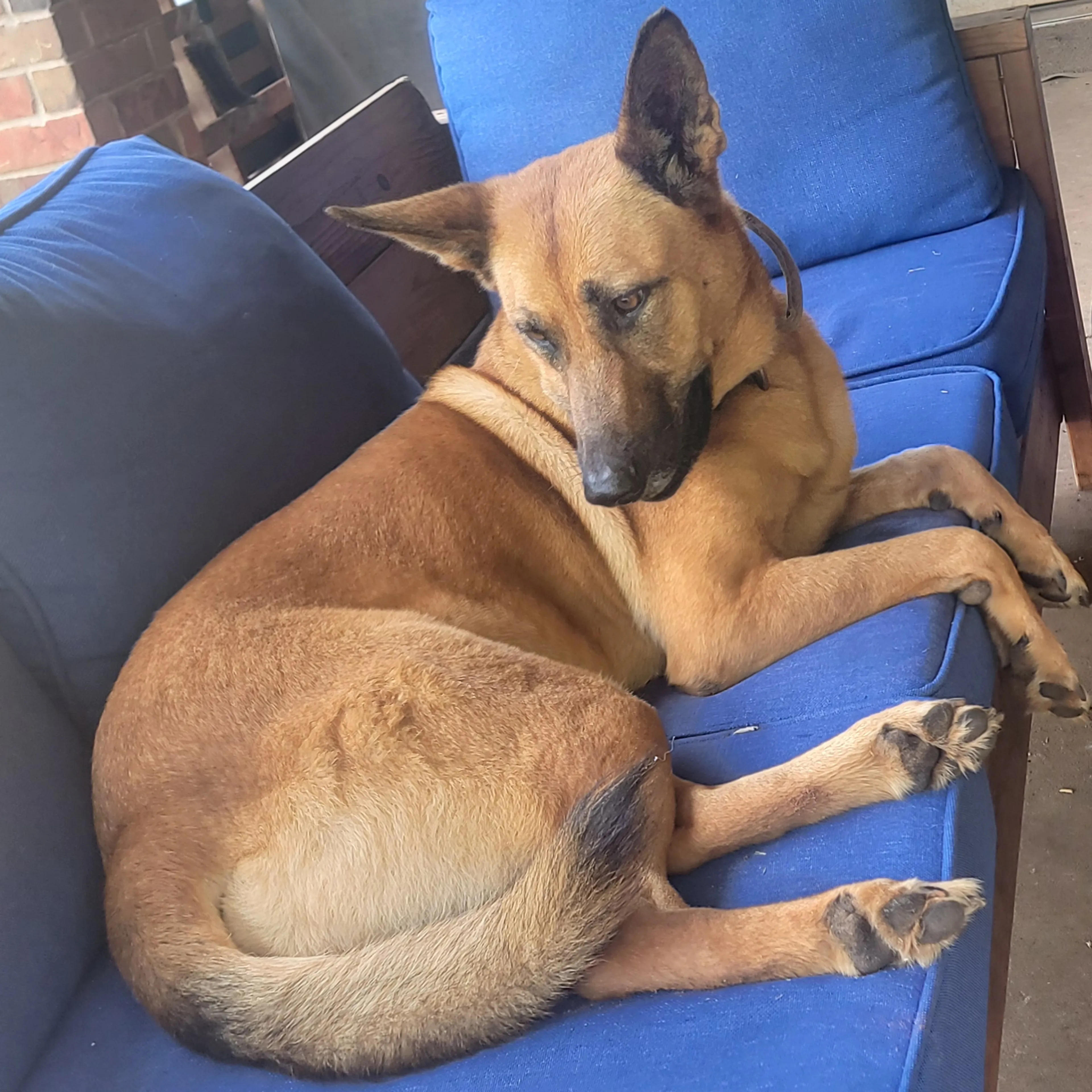 Lost pet-3